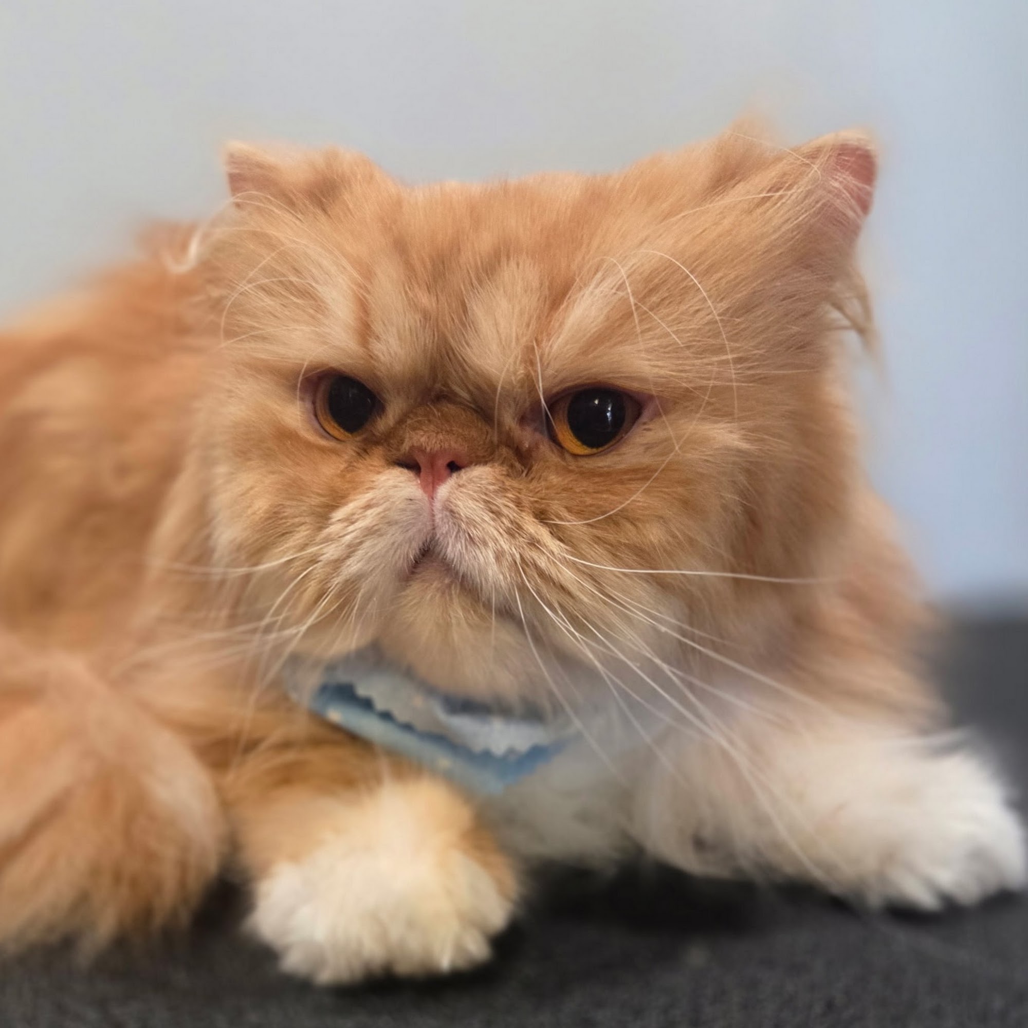 Swanky Paws Lawrenceville