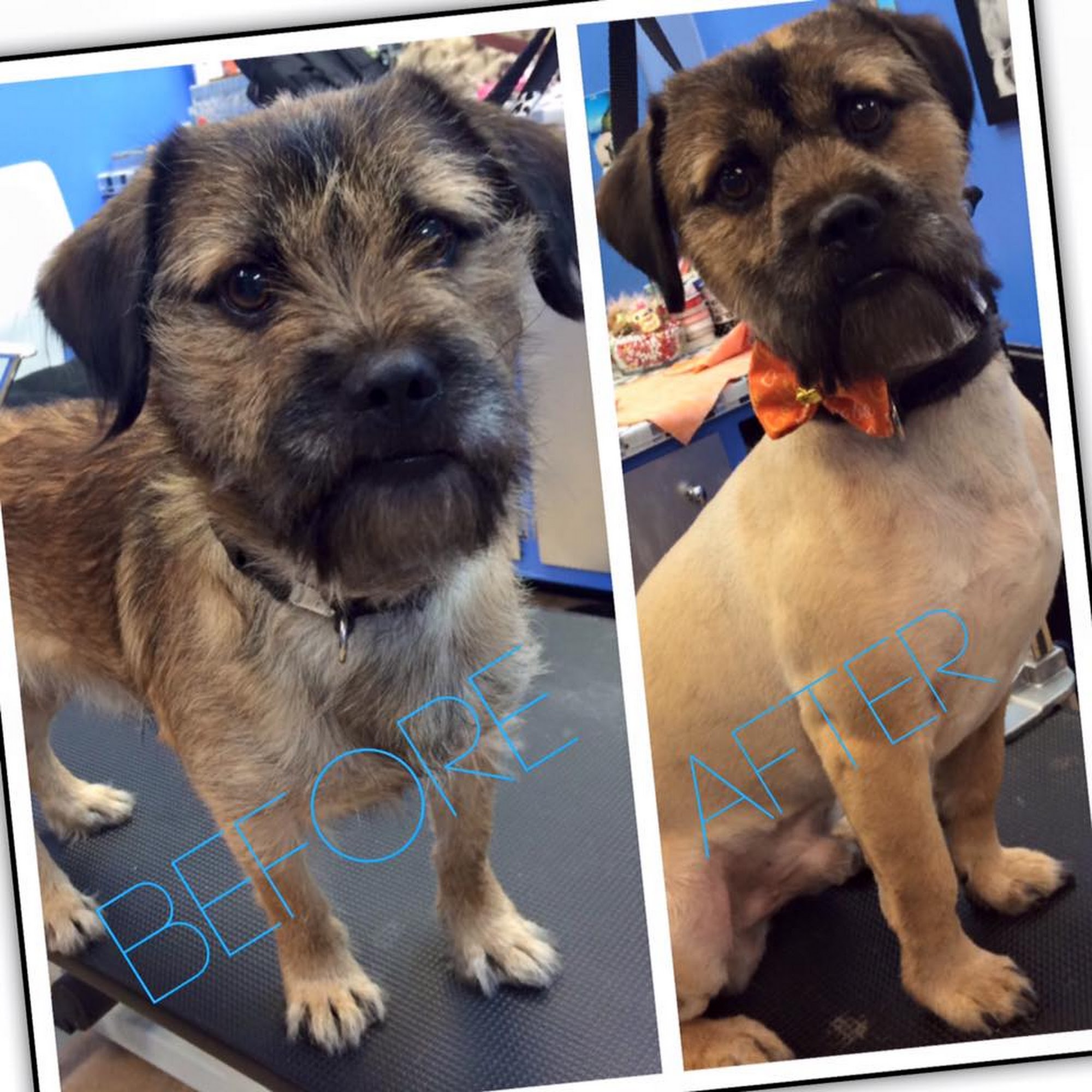 Shampoochies Lawrenceville