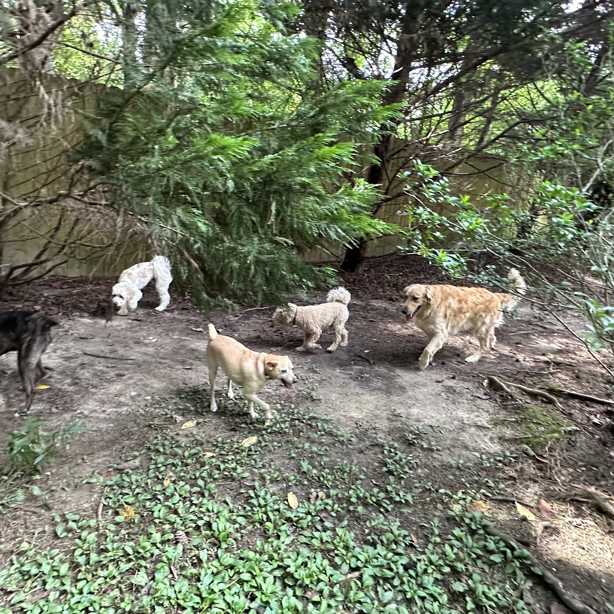 Doggylandllc Lawrenceville