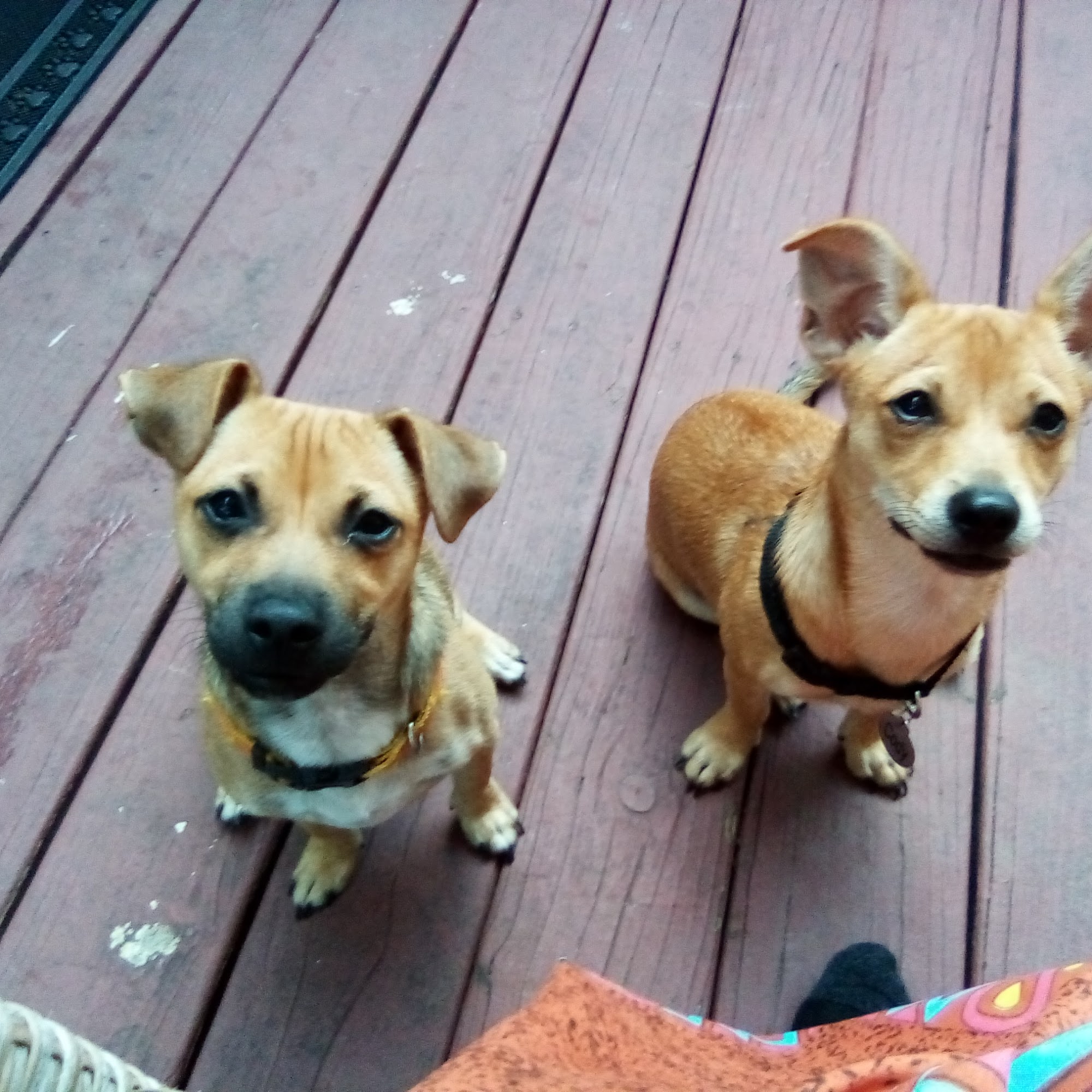 Oakland Veterinary Hospital Leesburg