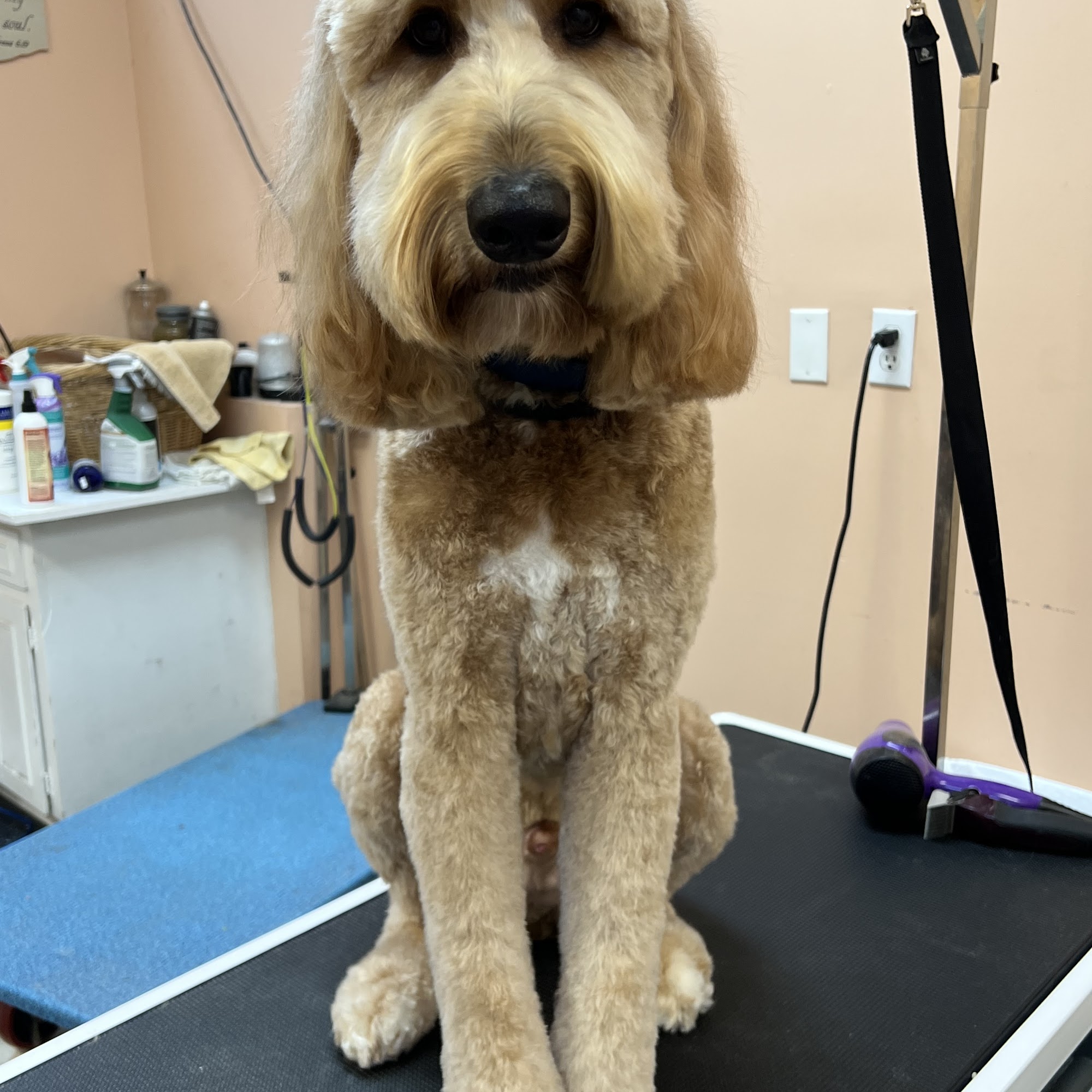 The Lucky Dog Grooming Salon Leesburg