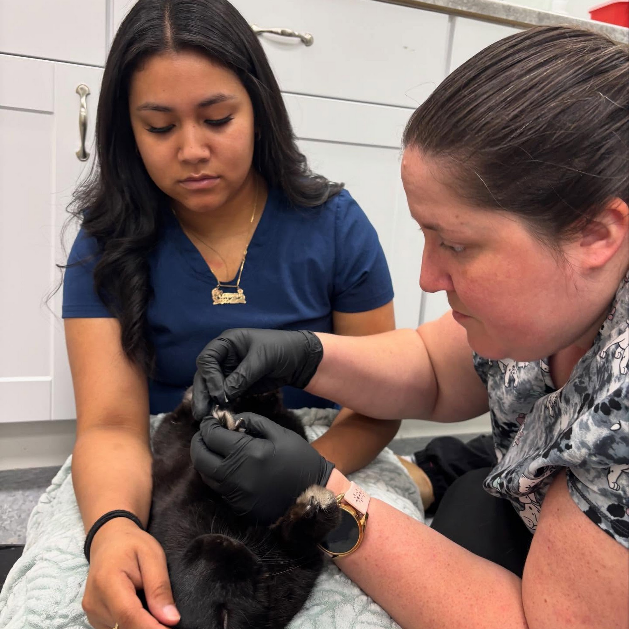 Abbott Animal Hospital Lilburn