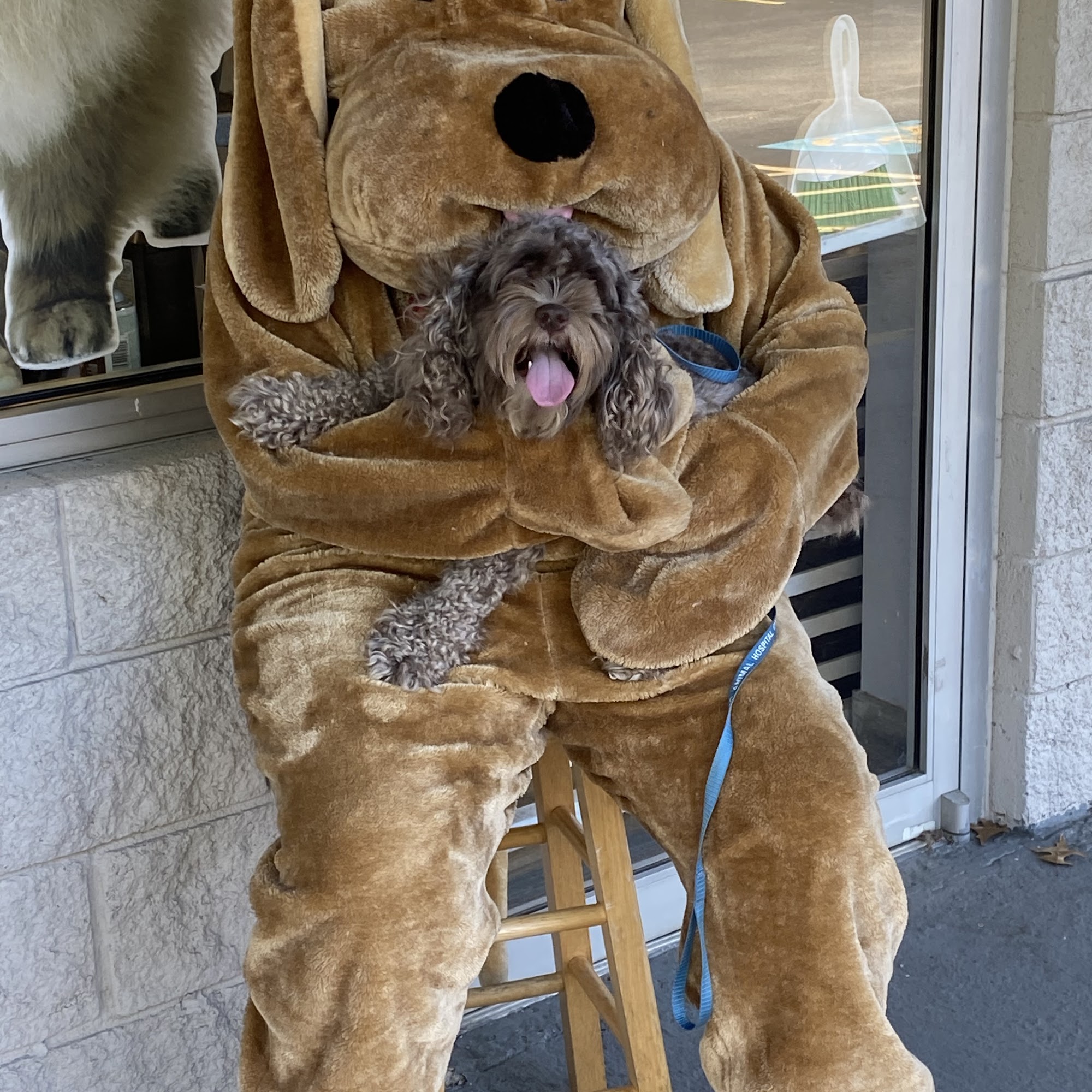 Pet Laundry Dog grooming Self Service Dog Wash Lilburn