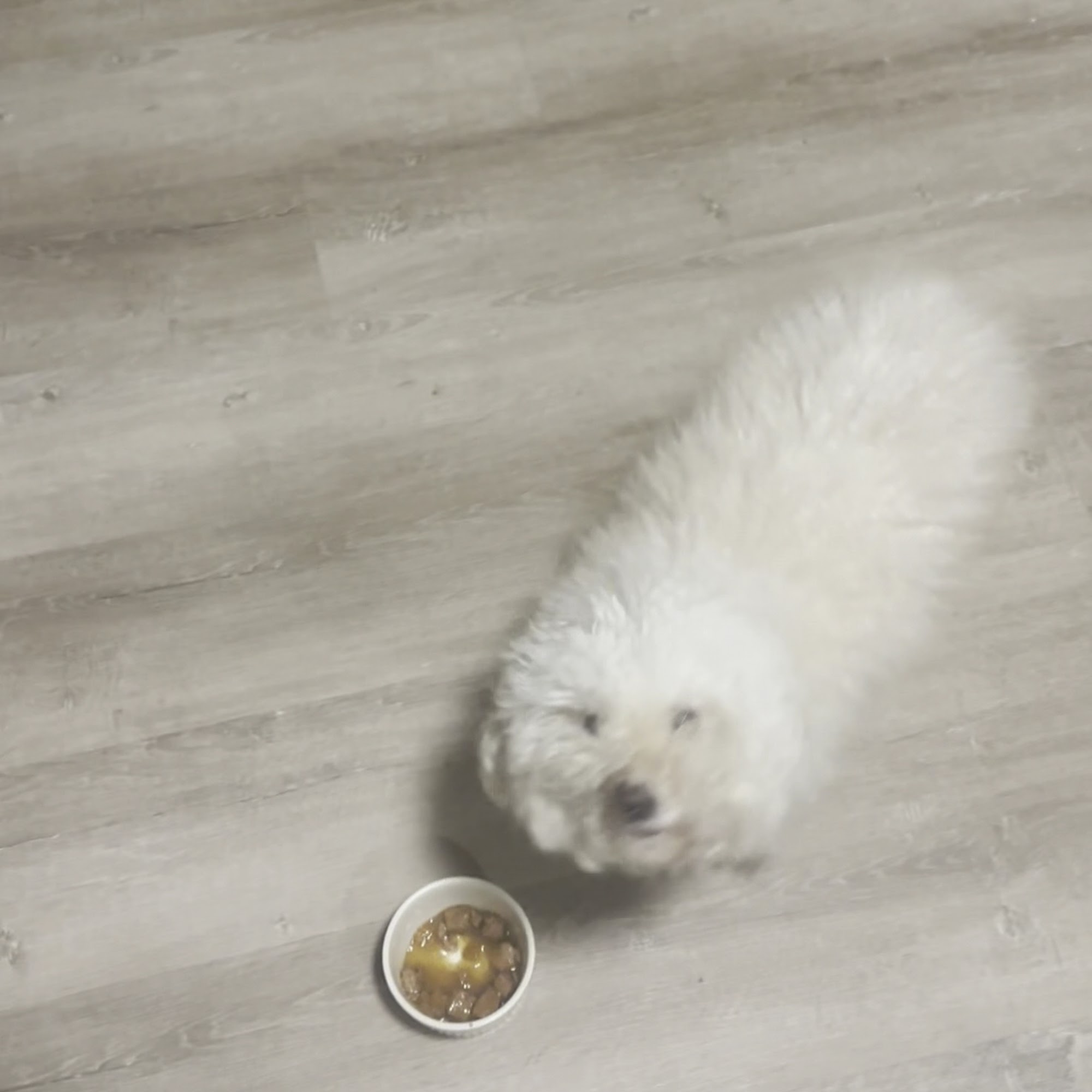 Strutt Your Mutt Grooming Lilburn