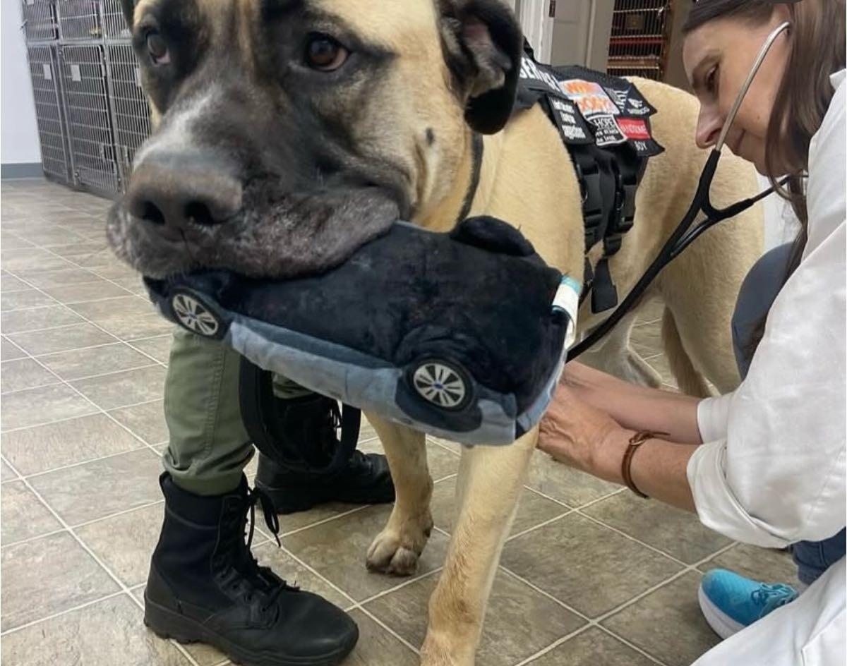 Killian Hill Animal Hospital Lilburn