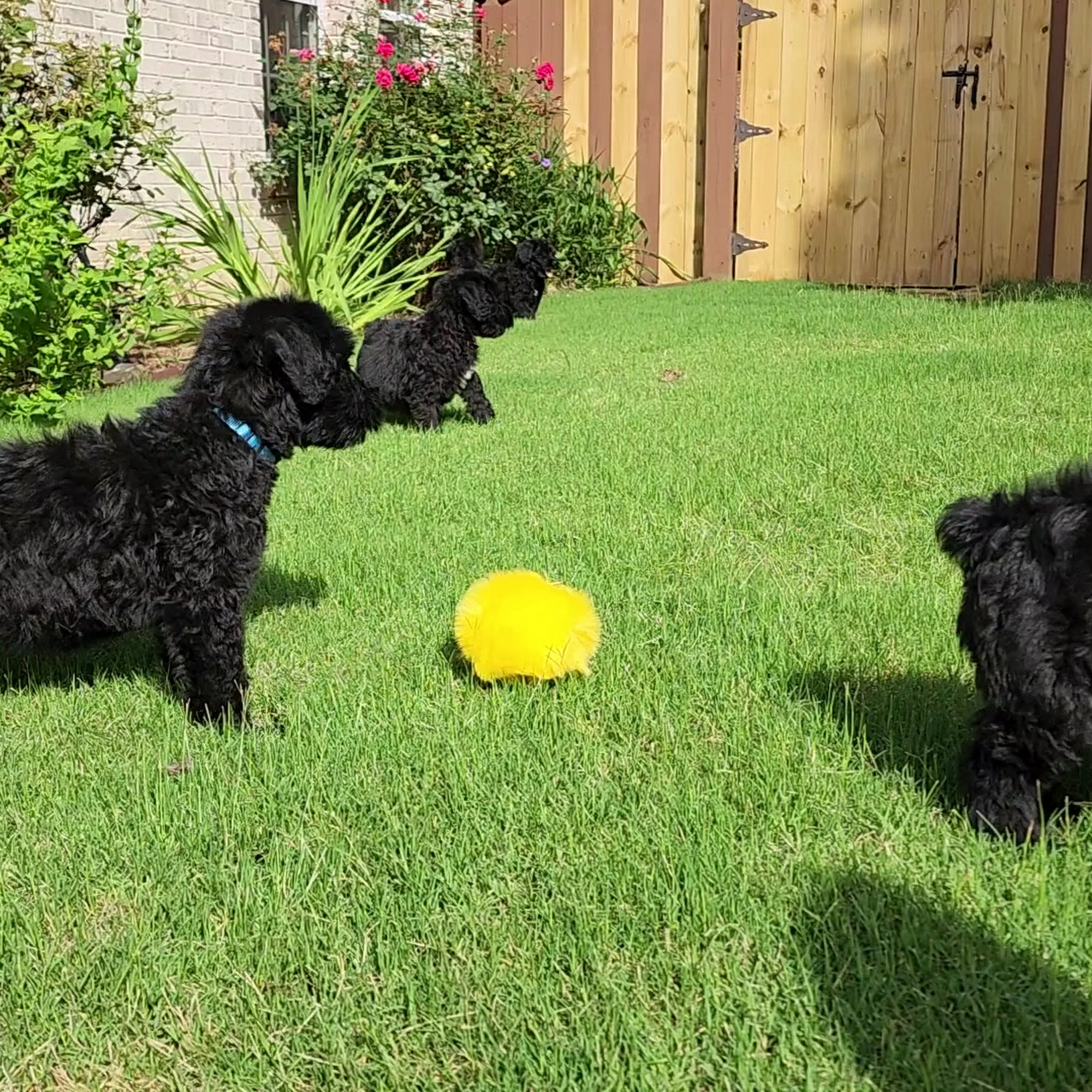 Top Dogg Giant Schnauzers Lilburn