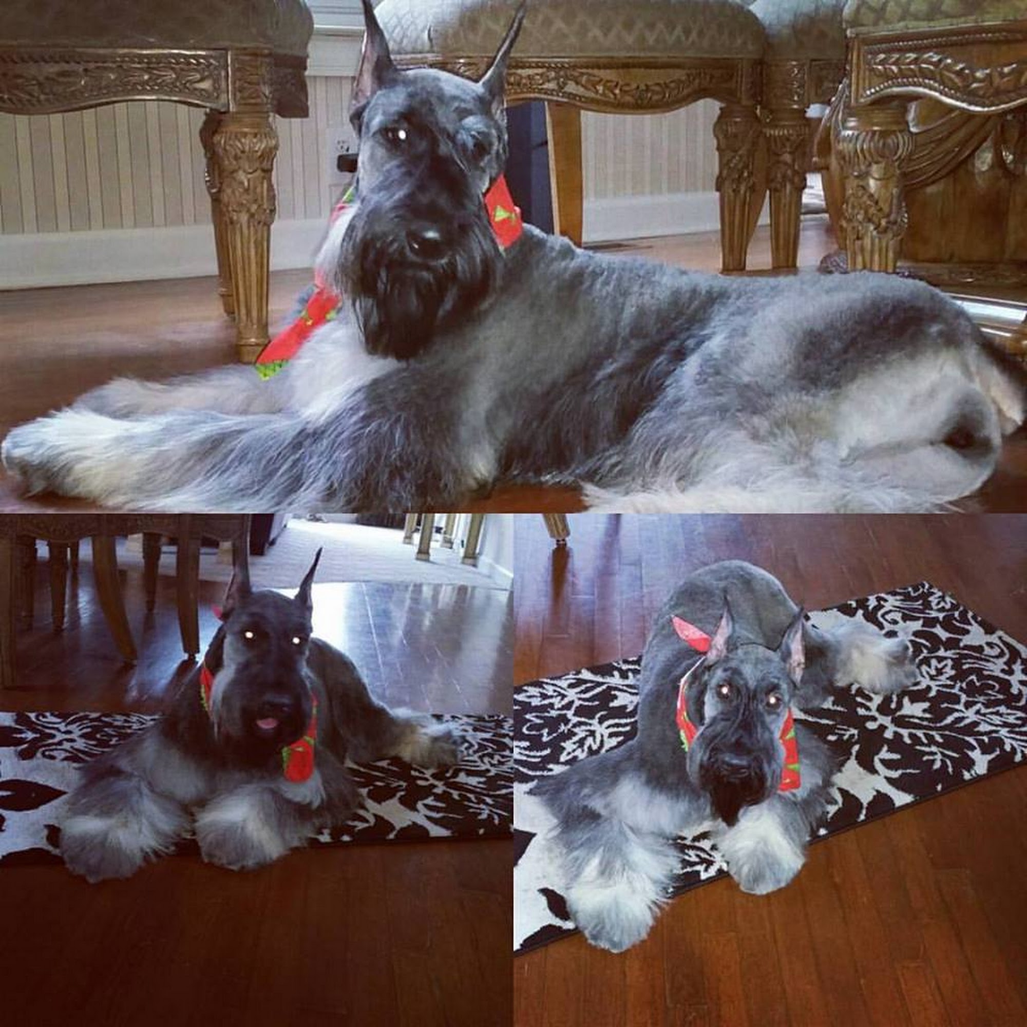 Top Dogg Giant Schnauzers 4776 Stone Mountain Hwy, Lilburn Georgia 30047