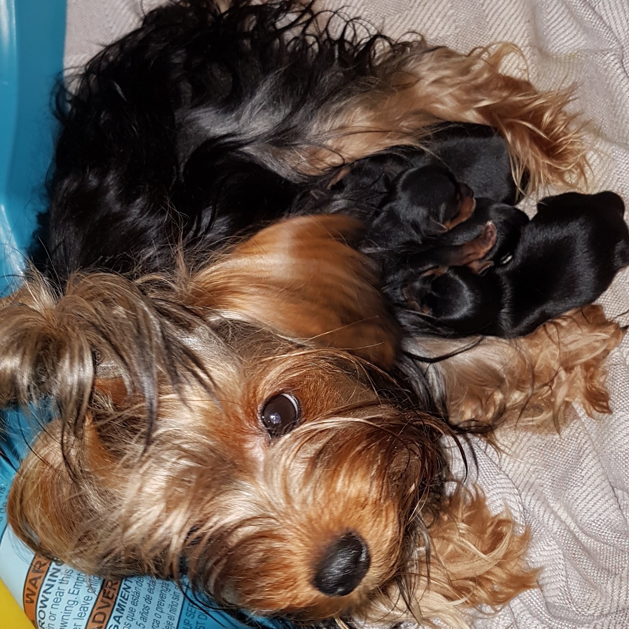 Lincolnton Animal Hospital Lincolnton