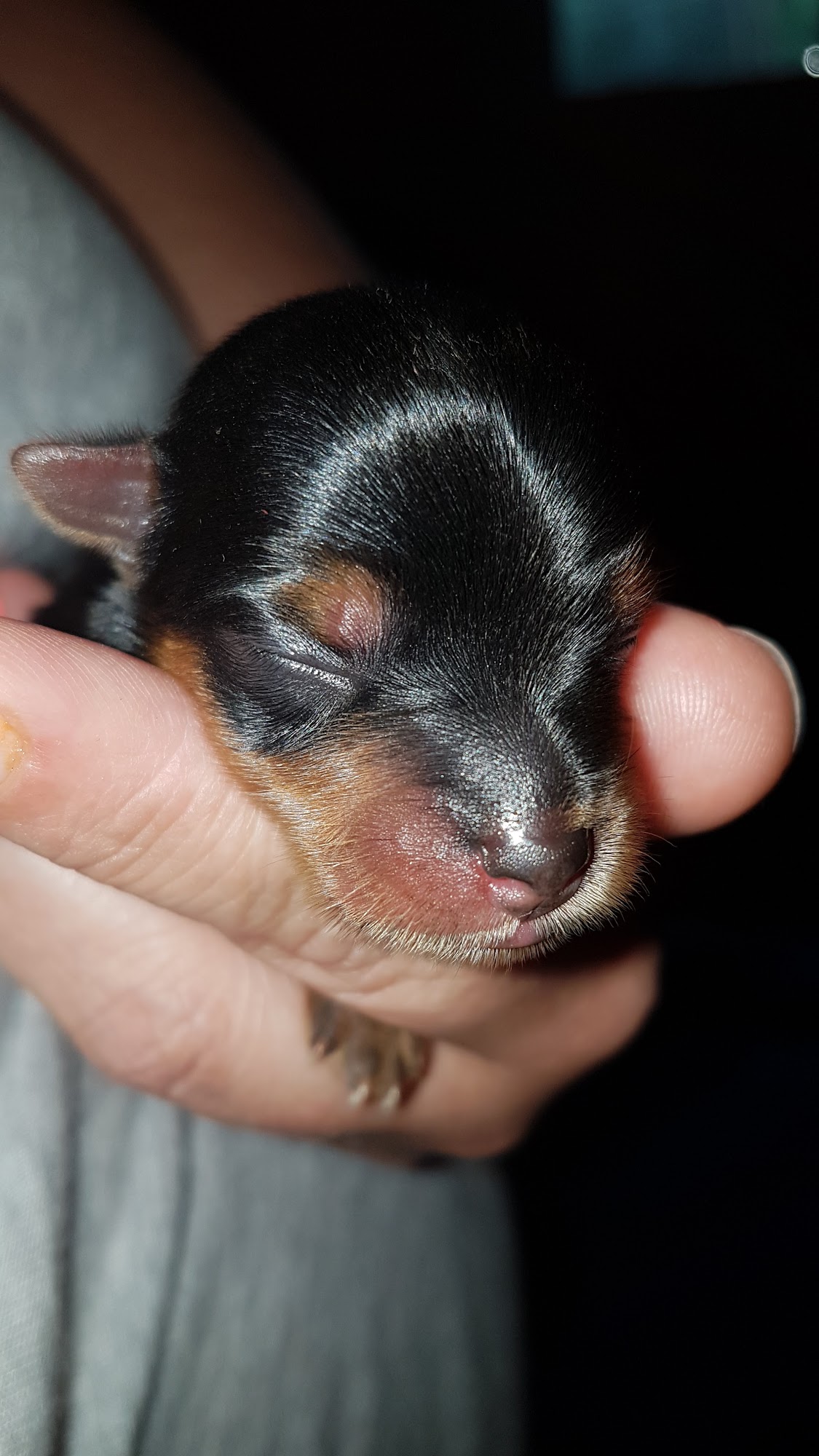 Lincolnton Animal Hospital Lincolnton