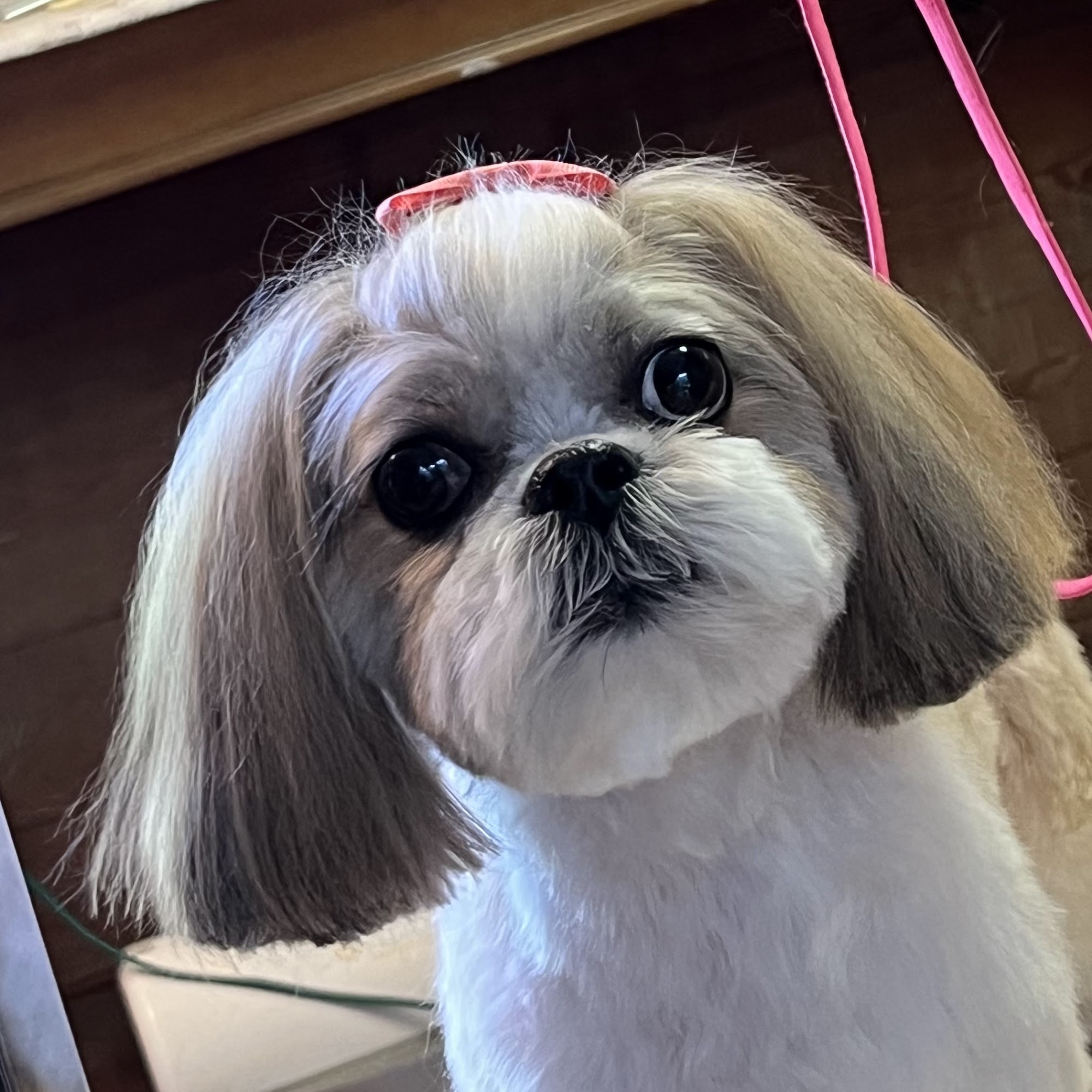 Peachtree Grooming Lincolnton