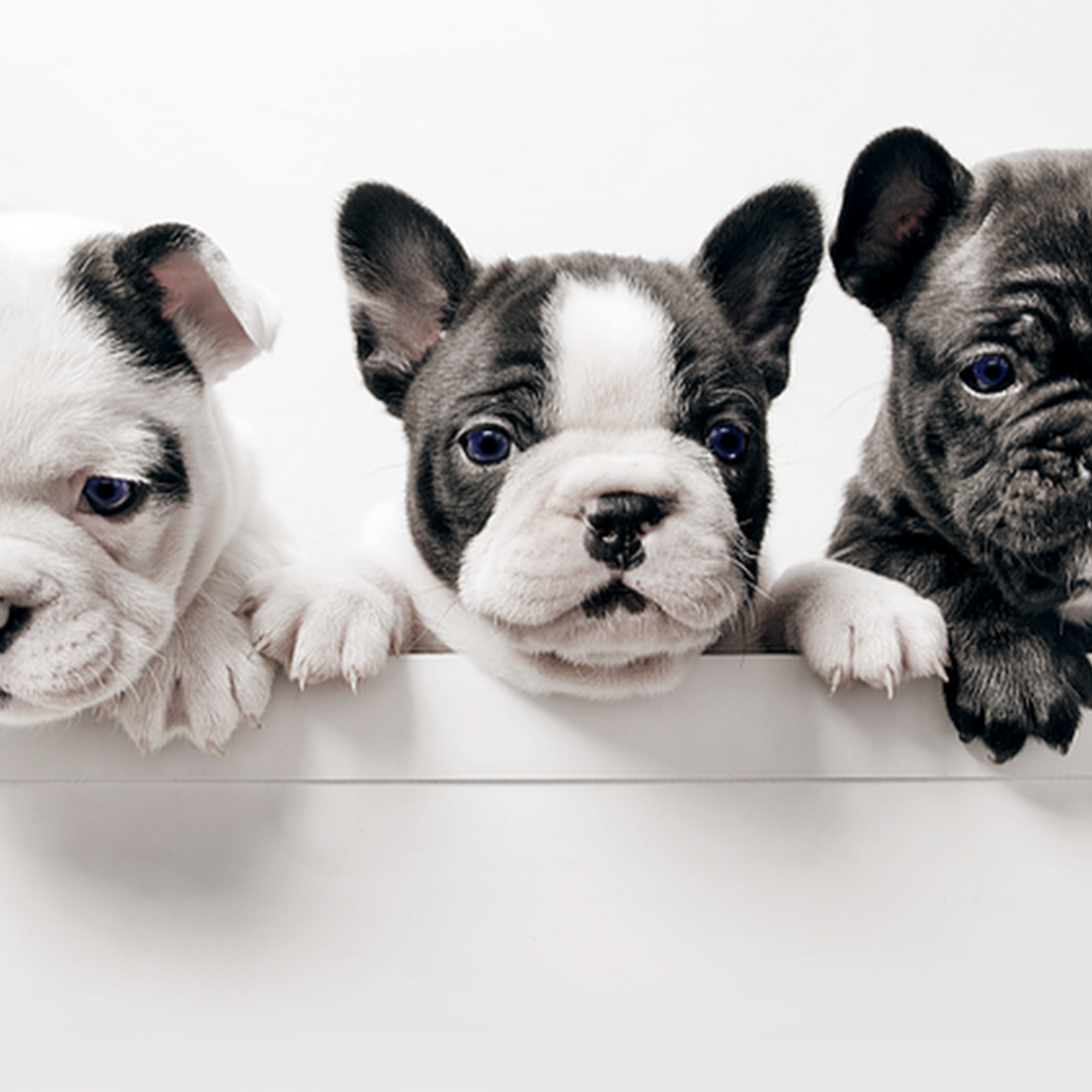 A PAWSitively PURRfect Place, LLC Lithia Springs