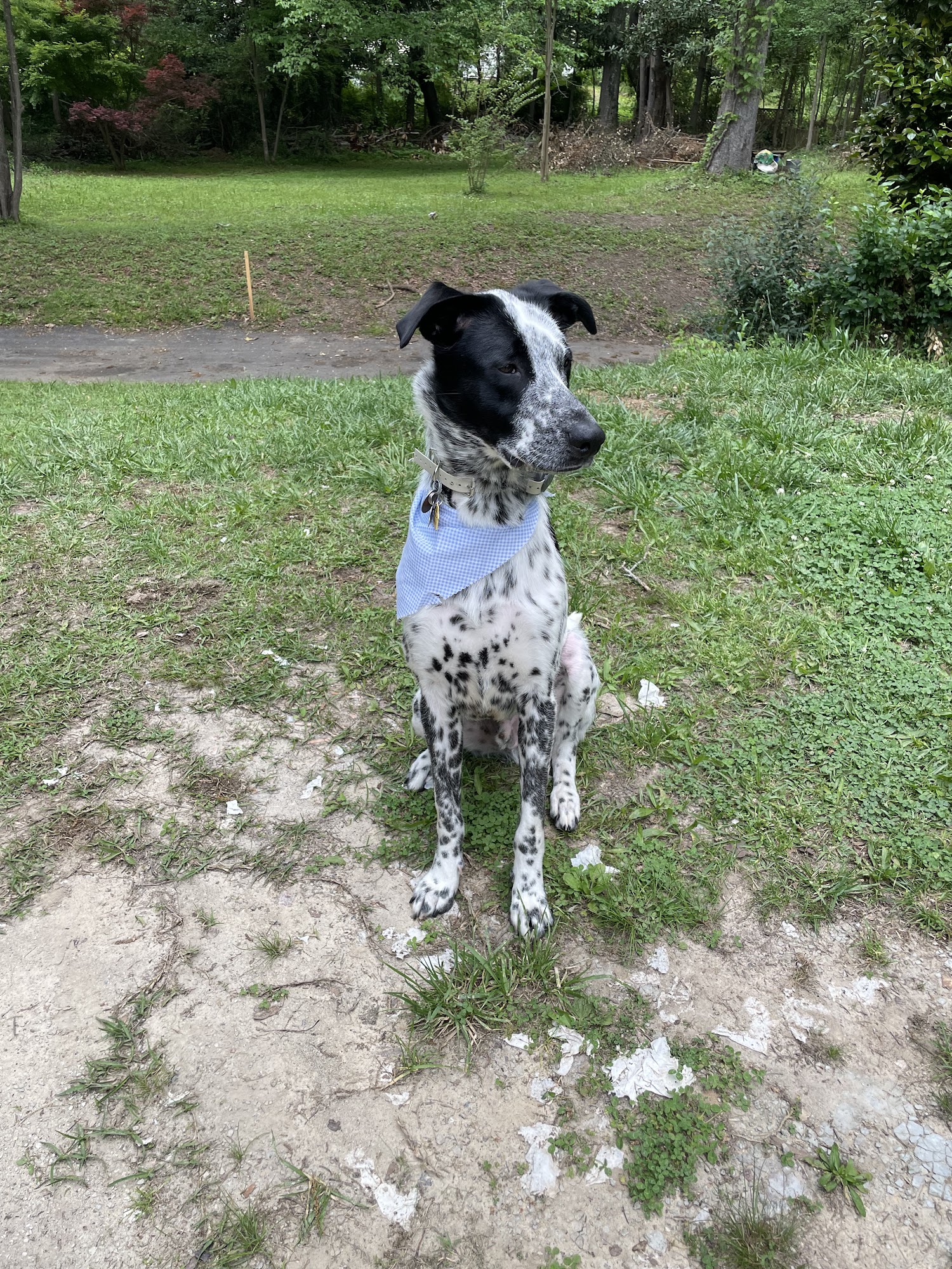 A PAWSitively PURRfect Place, LLC Lithia Springs