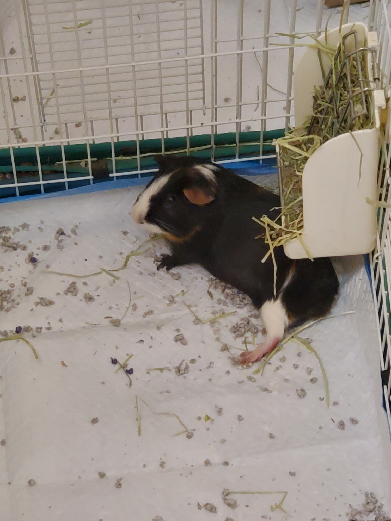 Lithonia Animal Hospital Lithonia