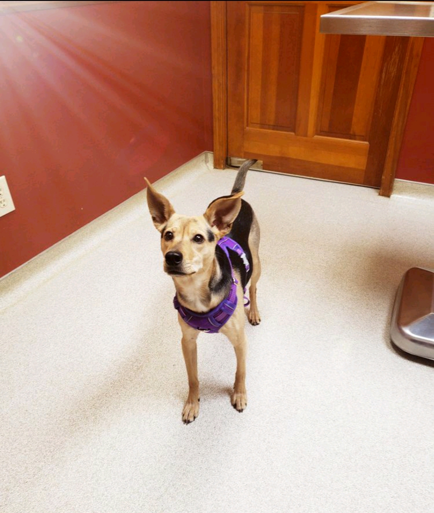 Evans Mill Animal Hospital Lithonia