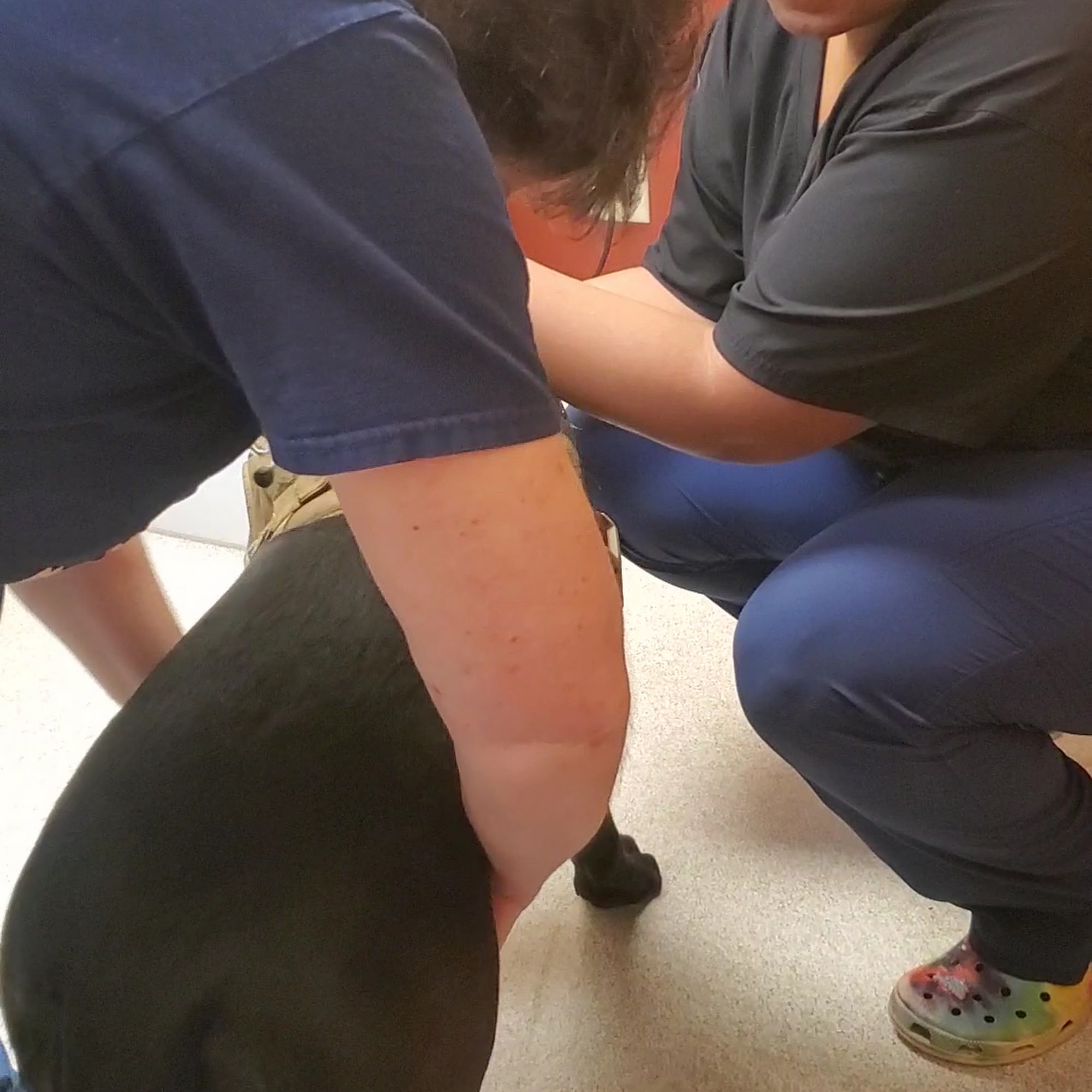 Evans Mill Animal Hospital Lithonia