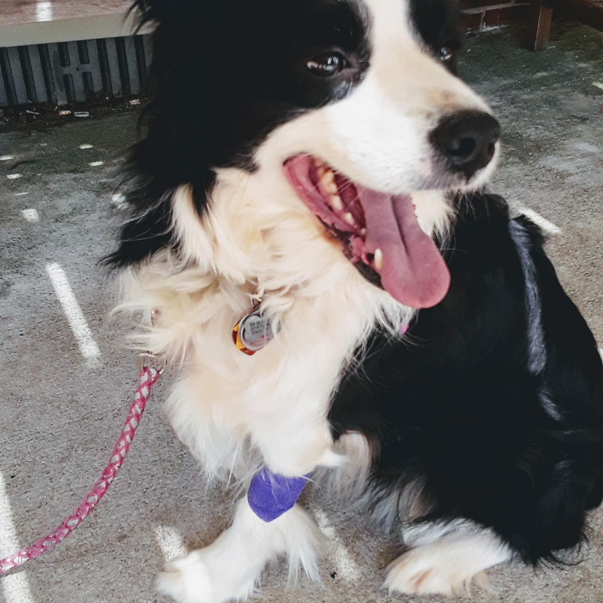 Locust Grove Veterinary Clinic Locust Grove