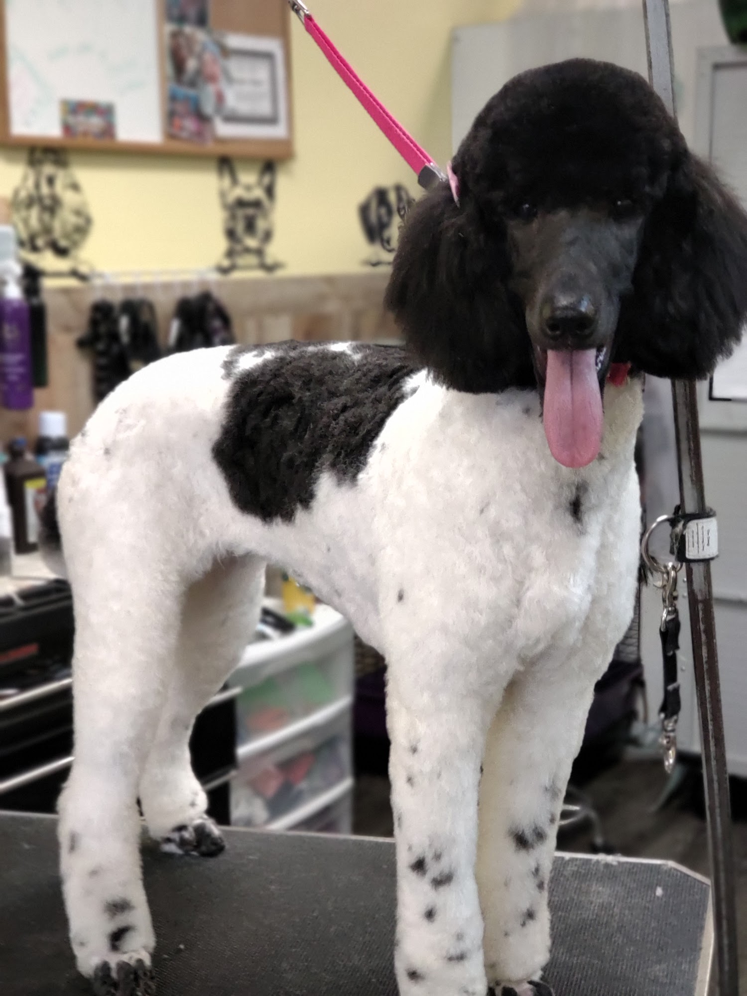 Kritter Kutz Pet Salon Locust Grove