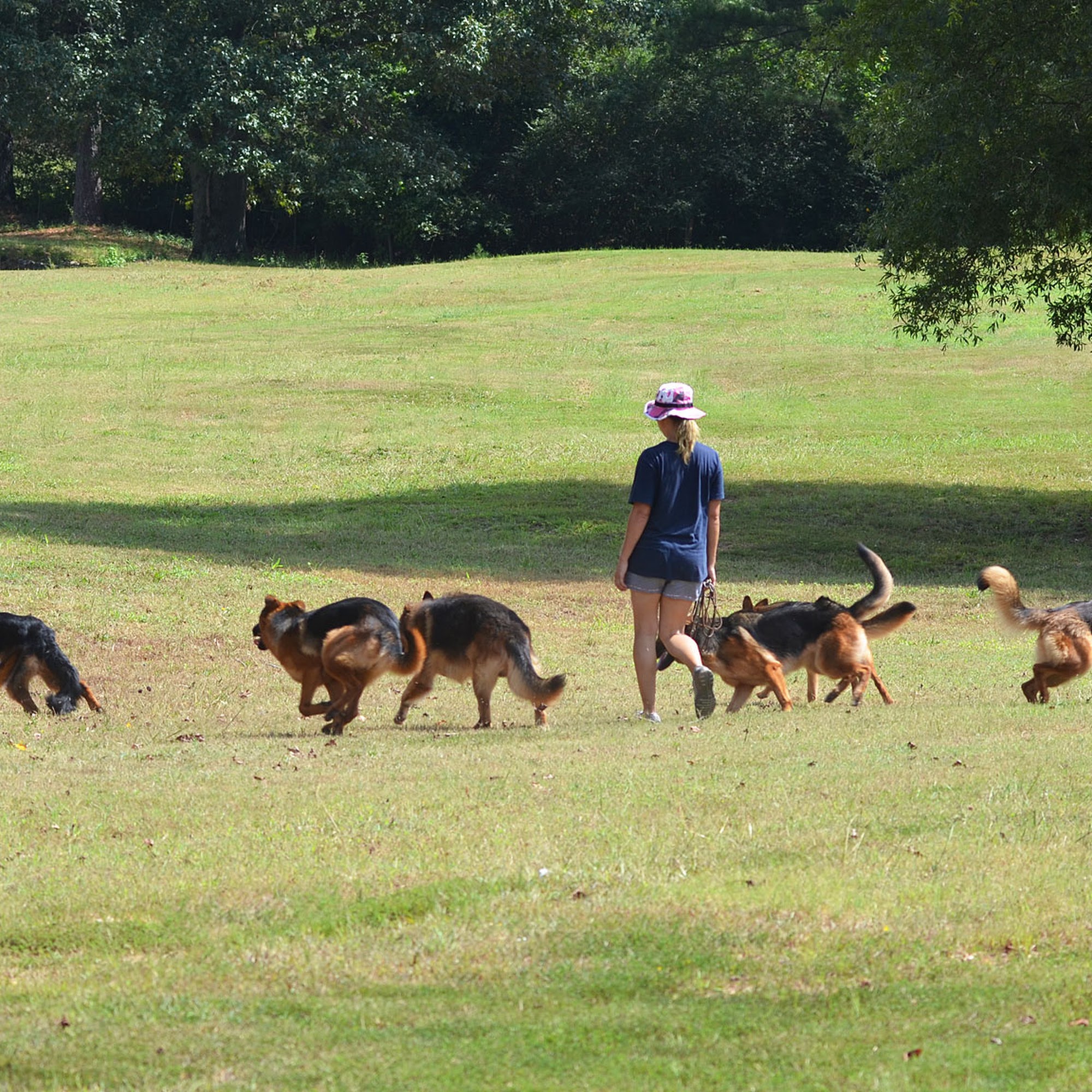 Kennels von Lotta German Shepherds, LLC Locust Grove