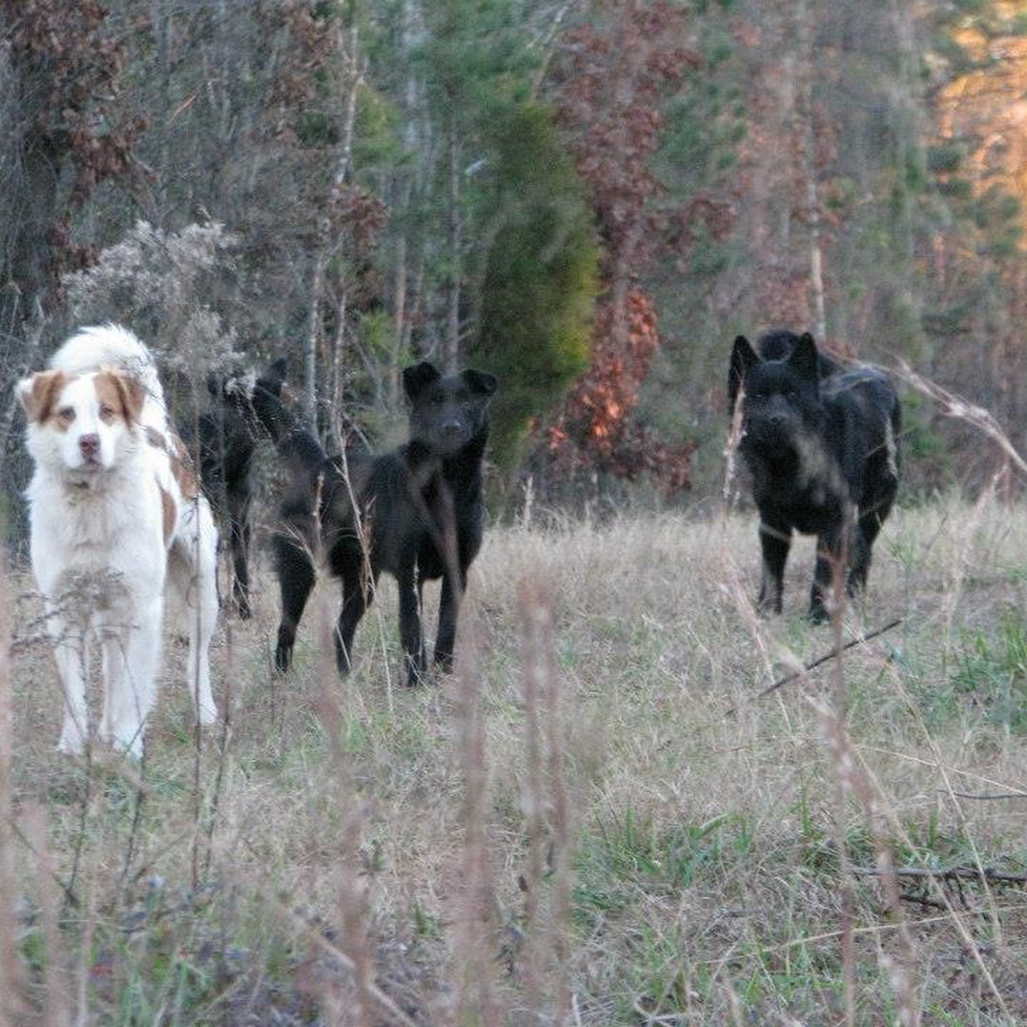 Street Paws, Inc (by appointment only) Locust Grove