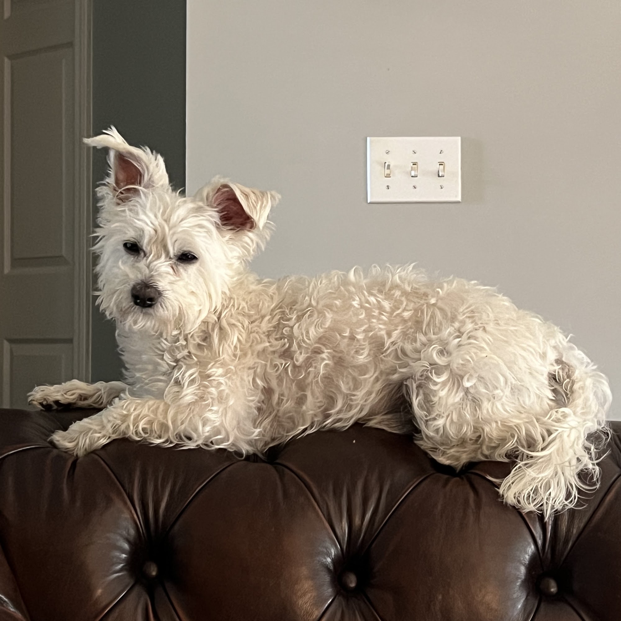 Walnut Grove Animal Hospital Loganville