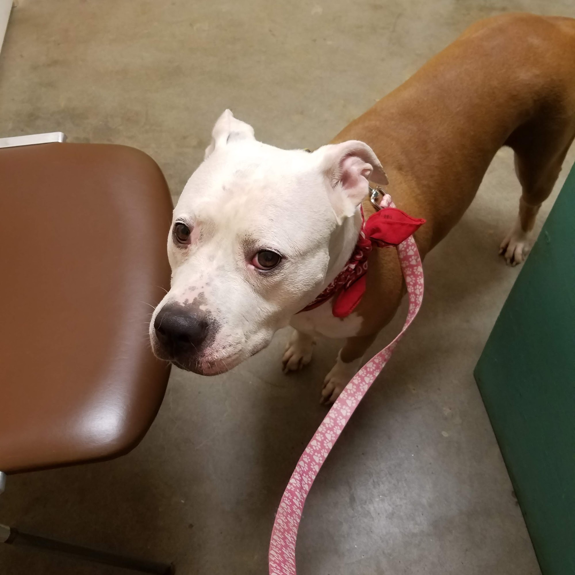 Paradox Spay & Neuter Clinic Loganville