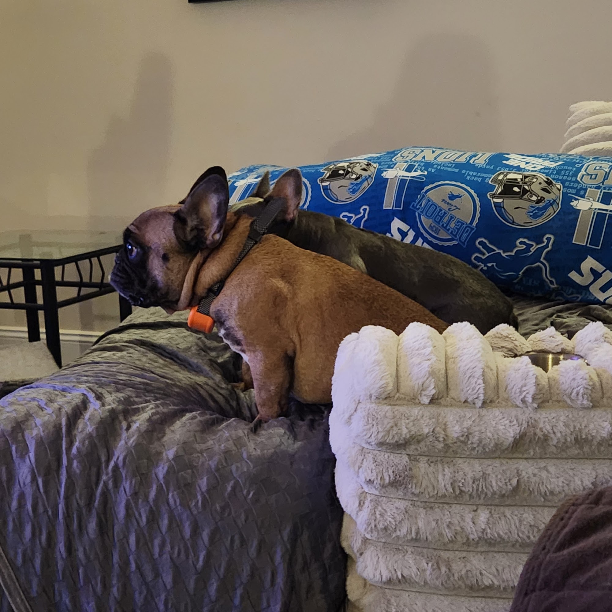 Walton Gwinnett Animal Clinic Loganville