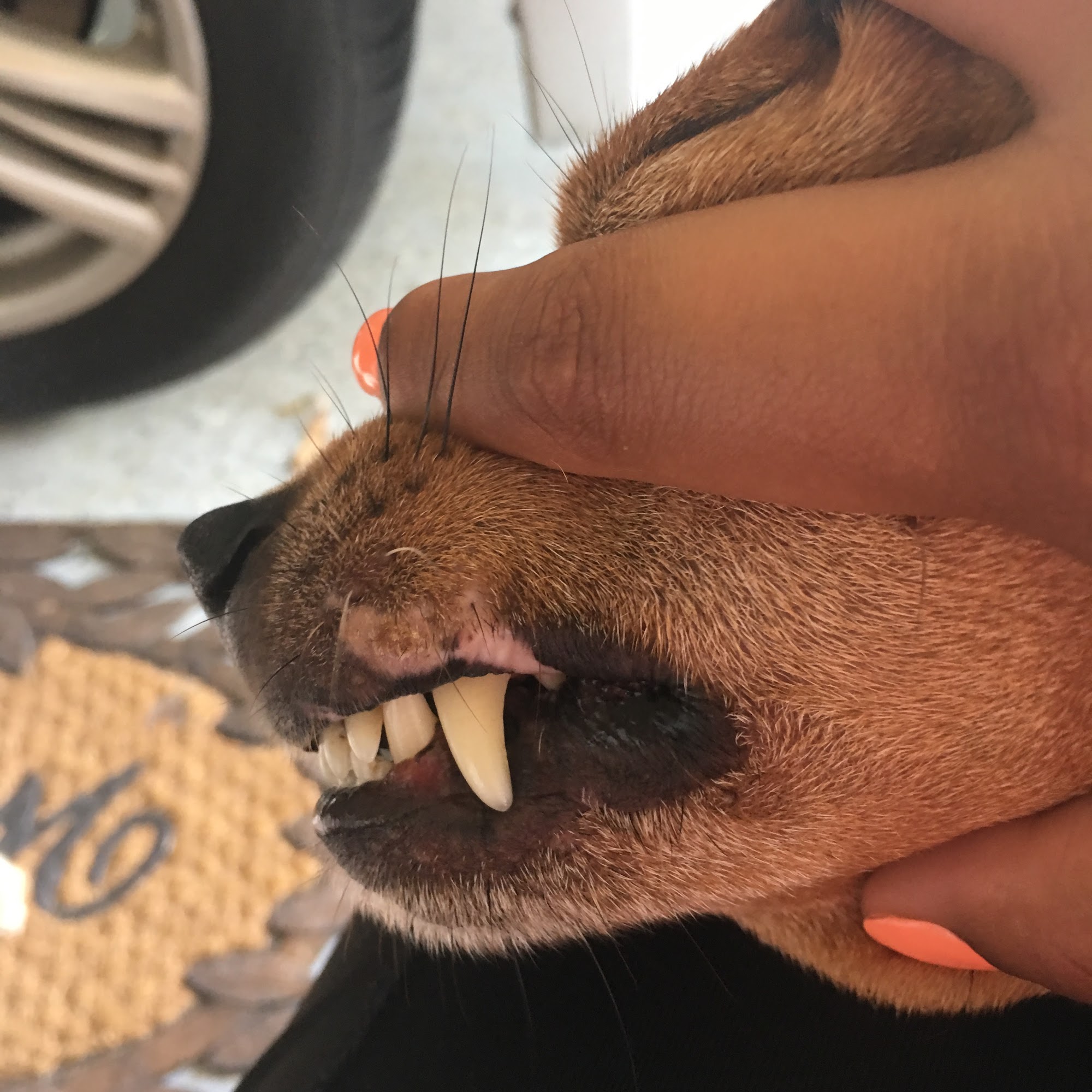 Loganville Veterinary Clinic Loganville