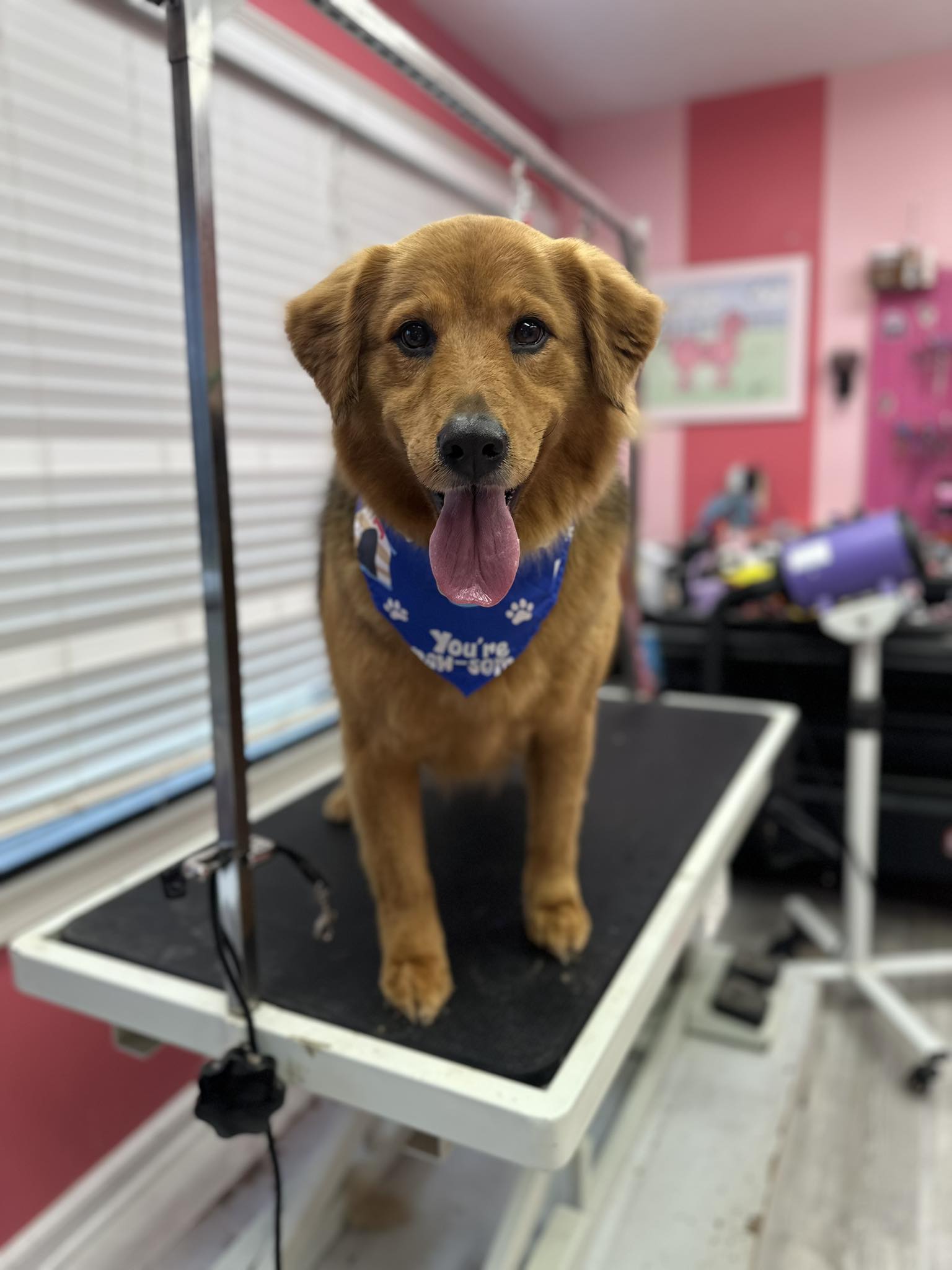 All Fur Love Grooming Salon LLC Loganville