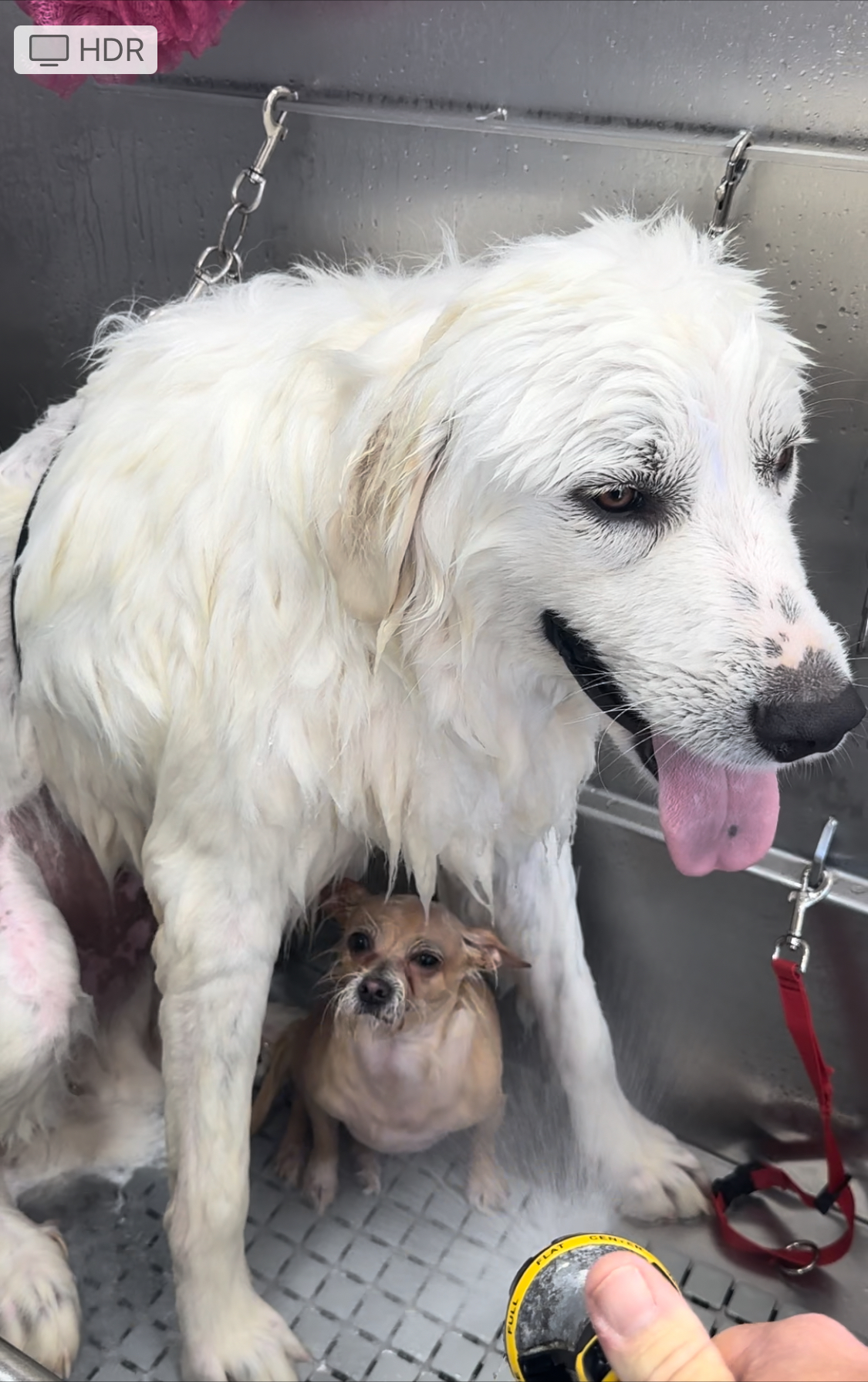 The Puppy Barber, LLC Loganville