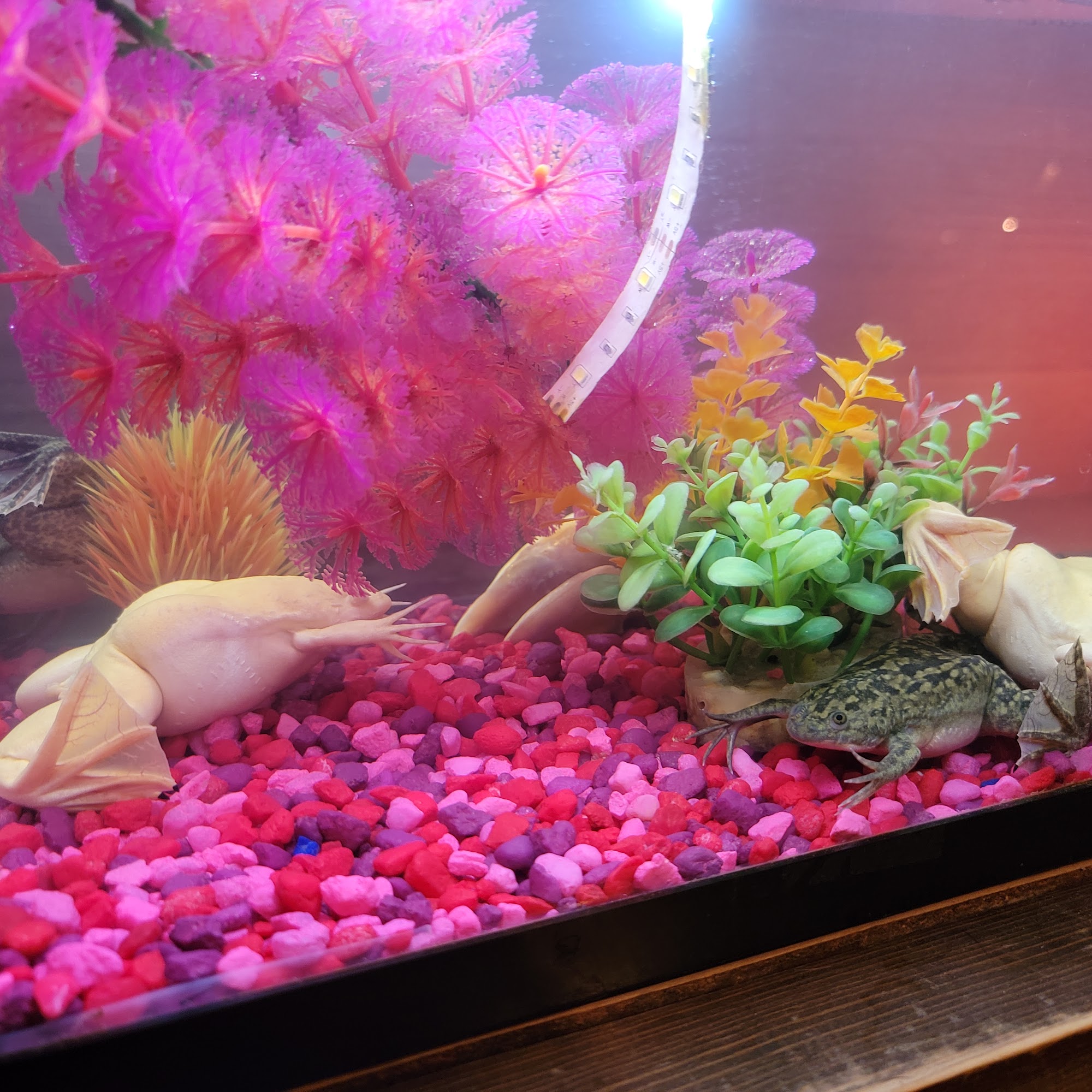 Christina'sGrooming &Pet Wellness Center Ludowici