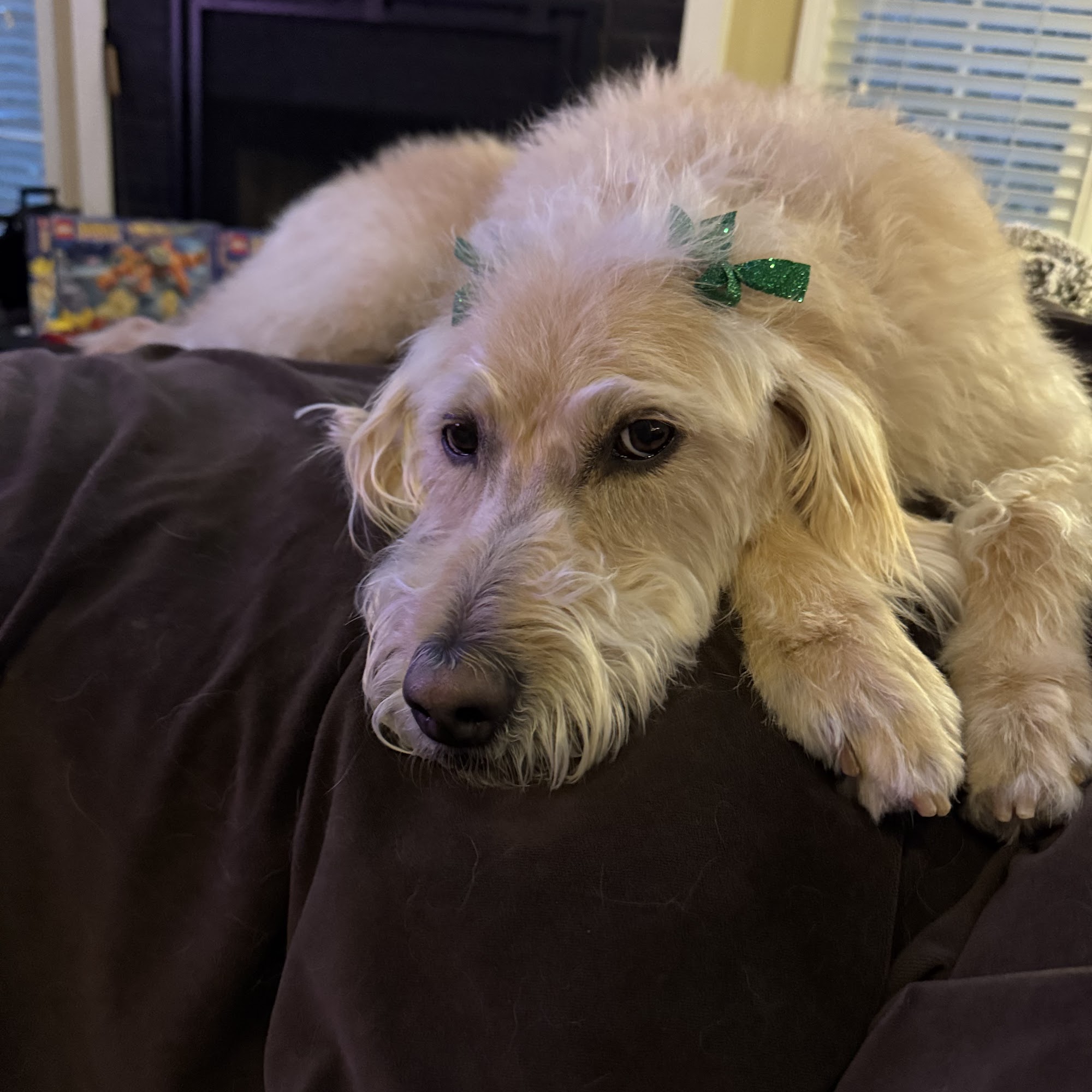 Michele's All Breed Grooming Mableton