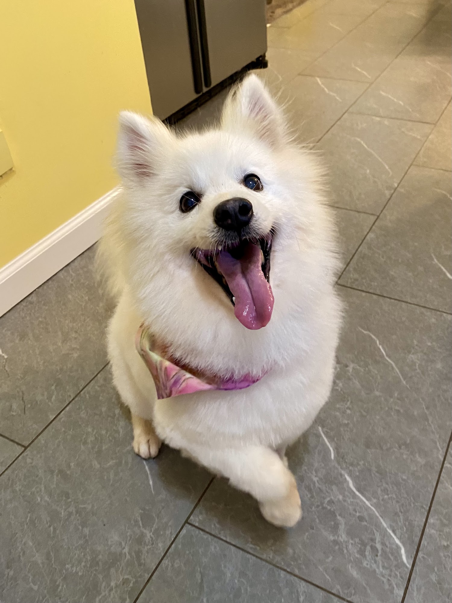 Michele's All Breed Grooming Mableton