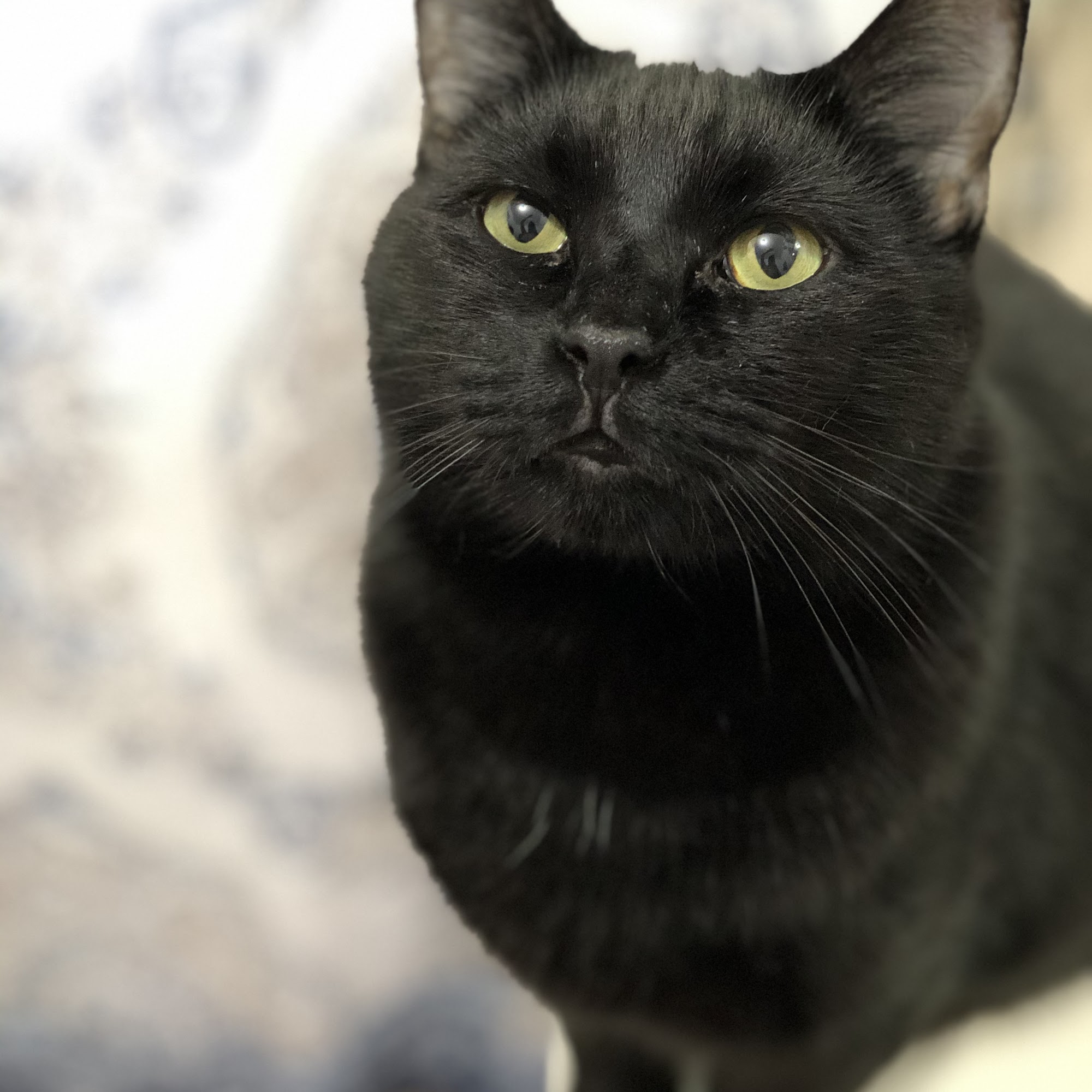 Northside Wesleyan Animal Hospital Macon