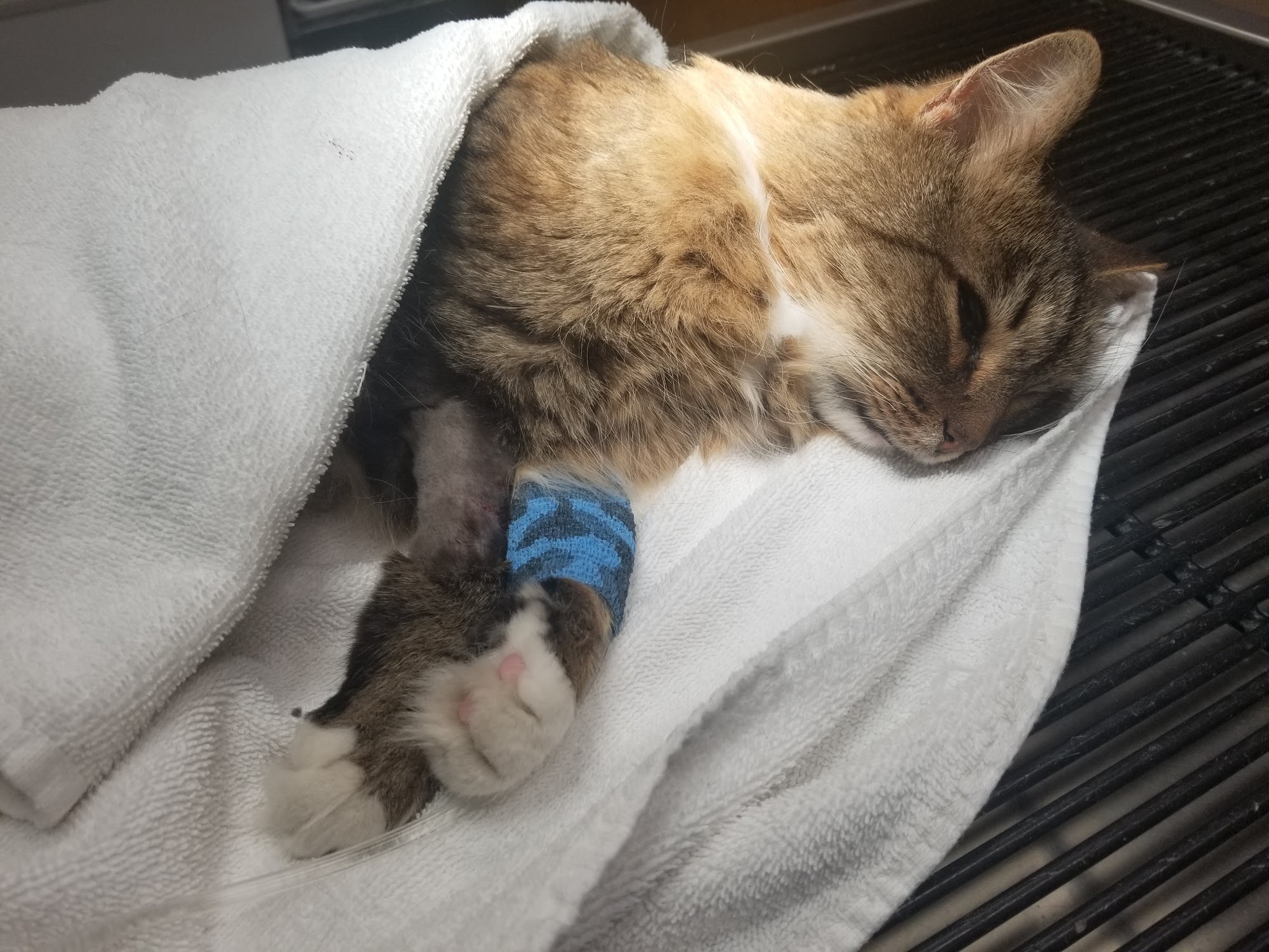 Northside Wesleyan Animal Hospital Macon