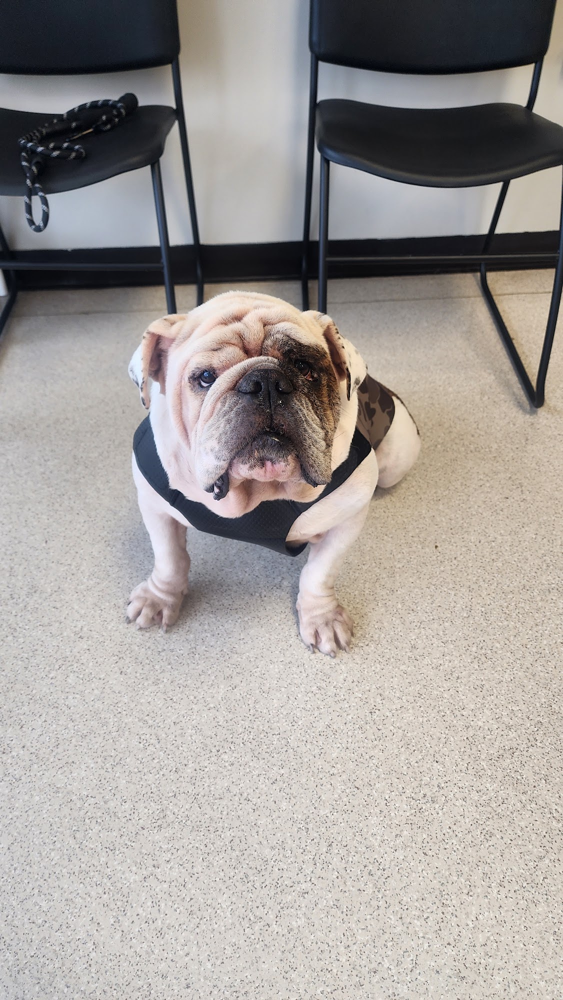 AVS Animal Hospital Macon