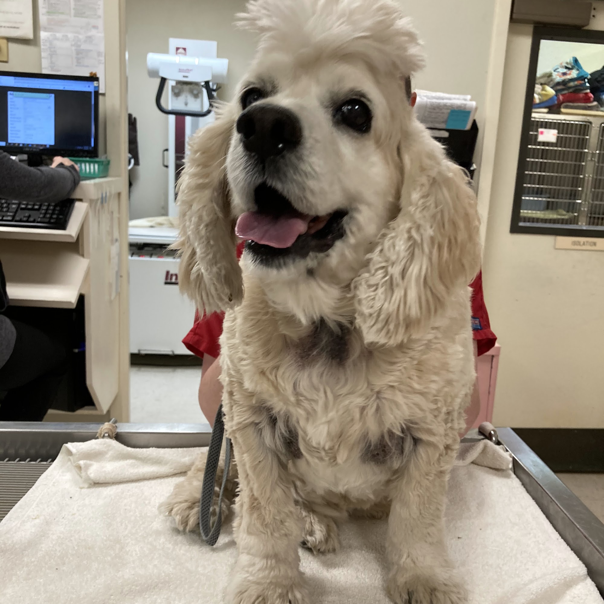 Brantley and Jordan Animal Hospital Macon