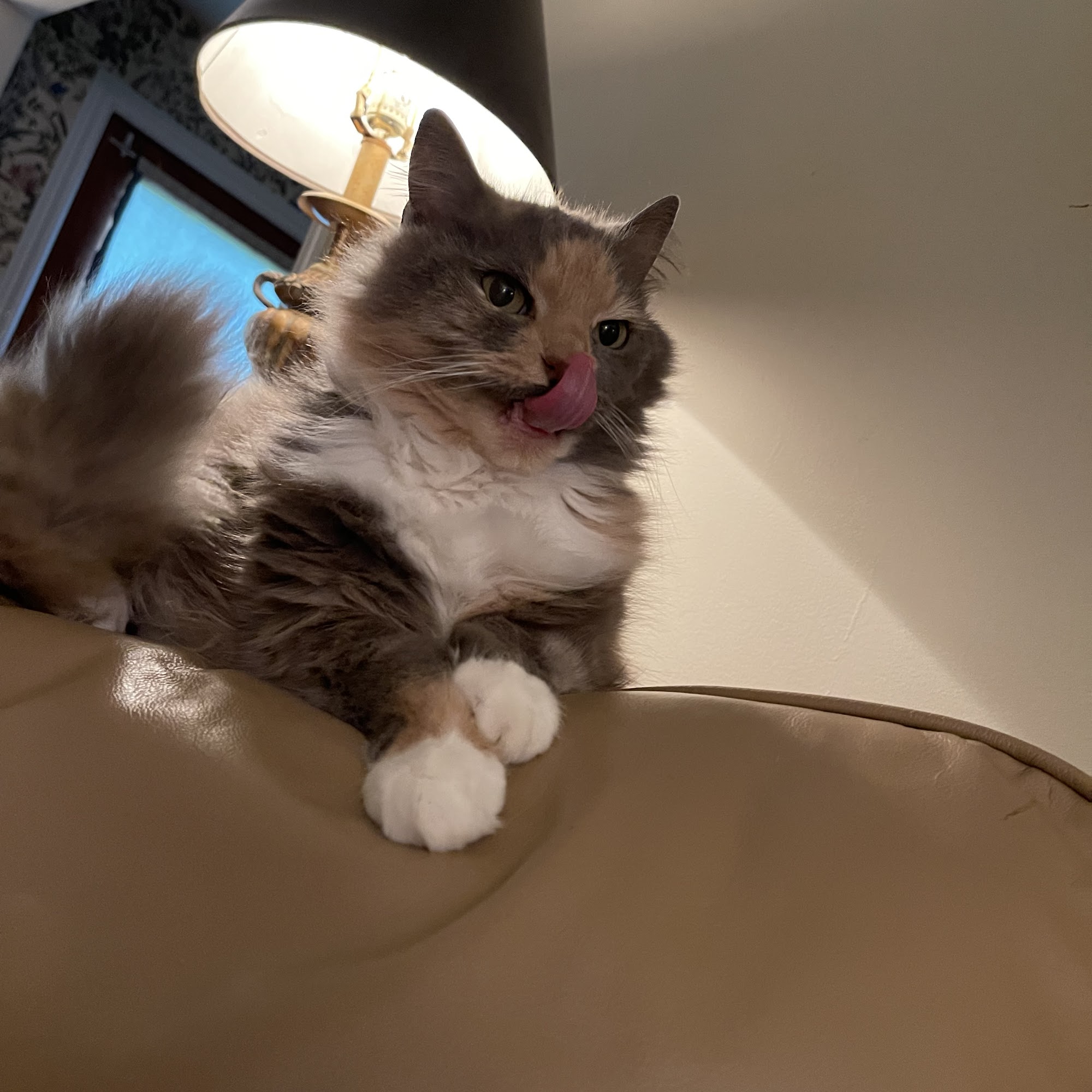 John's Veterinary Clinic Macon