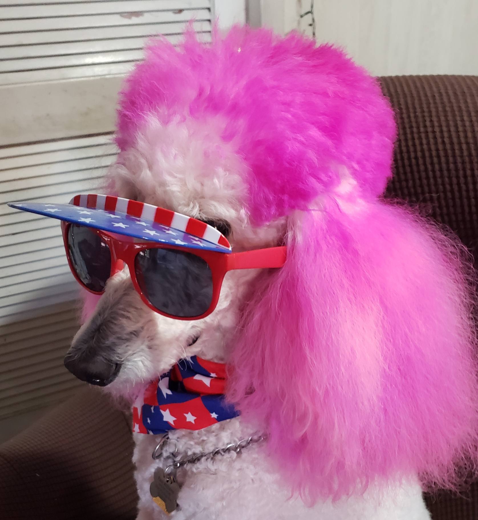 Pet Grooming by Paul and Alice Macon