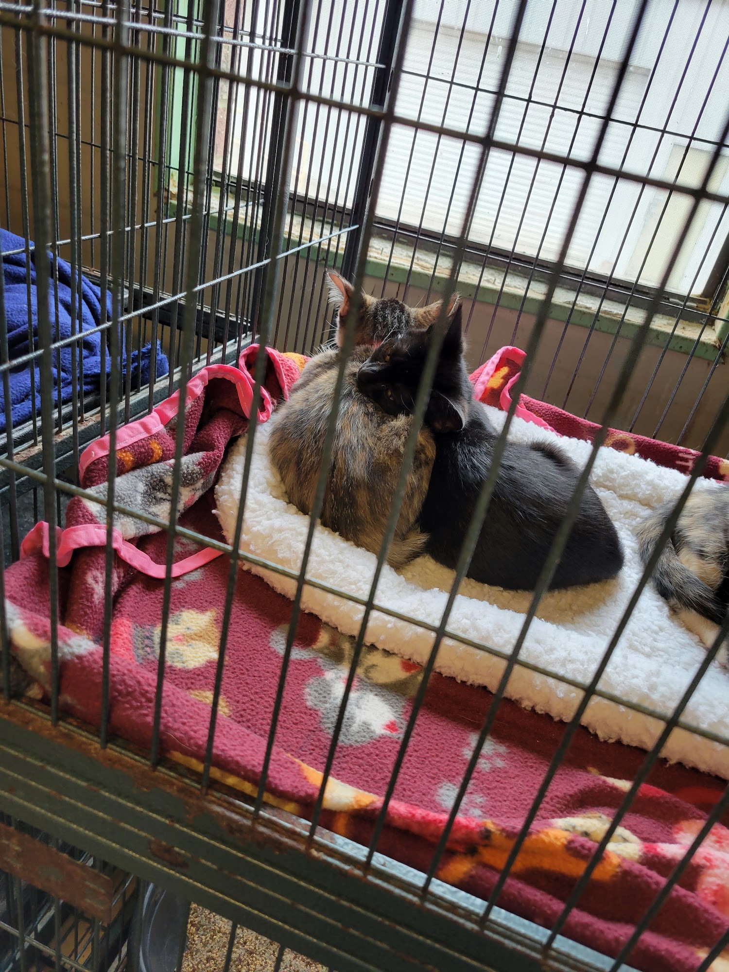 Kitty City Cat Rescue Macon