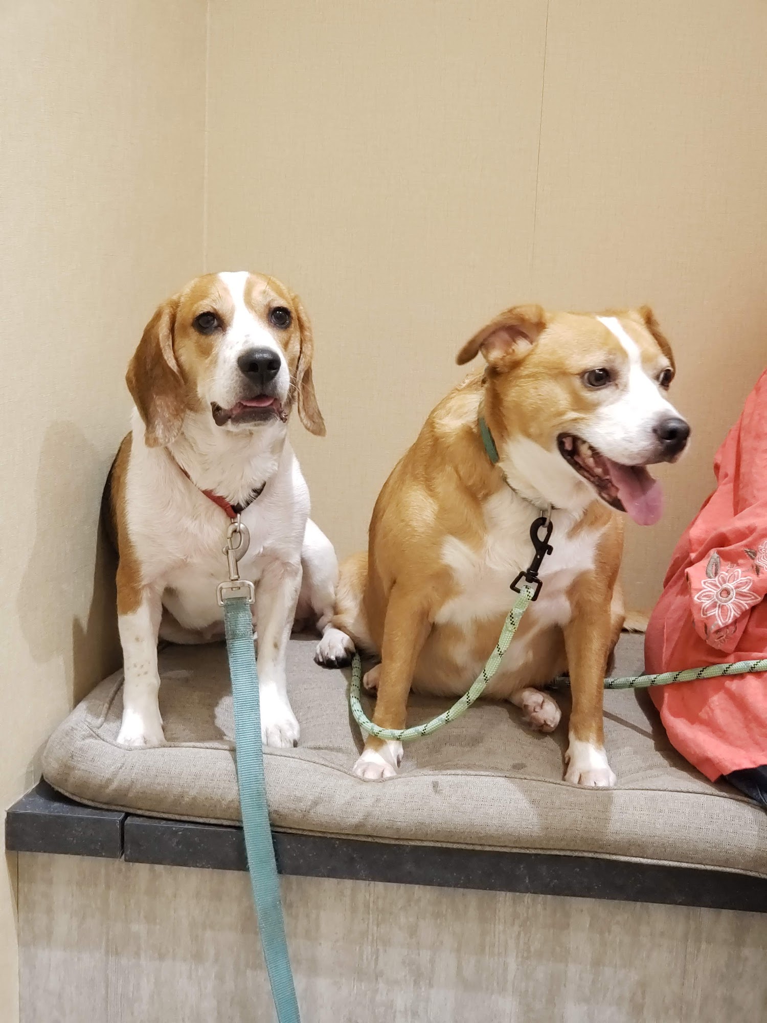 Main Street Vet Madison