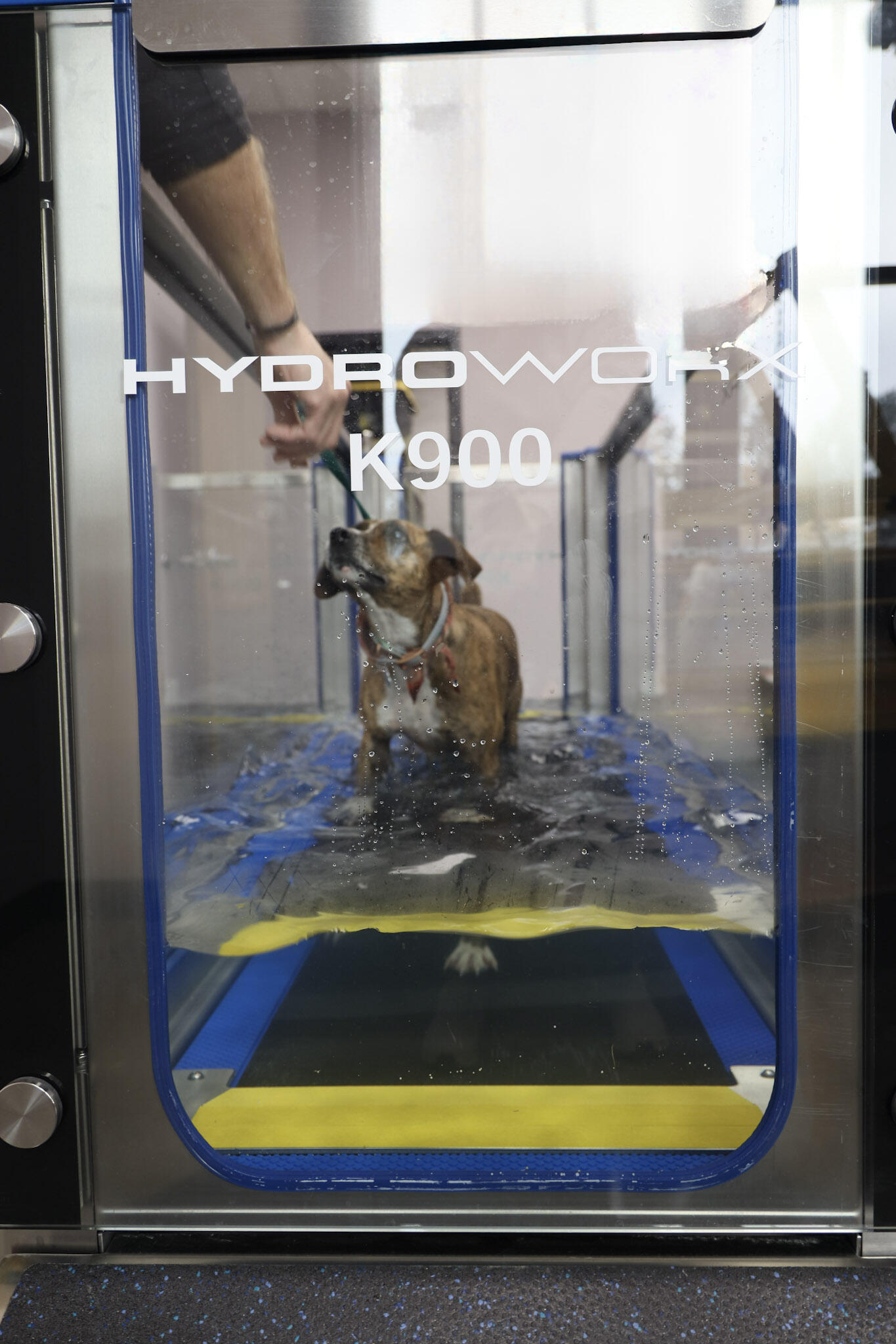 Main Street Vet Madison