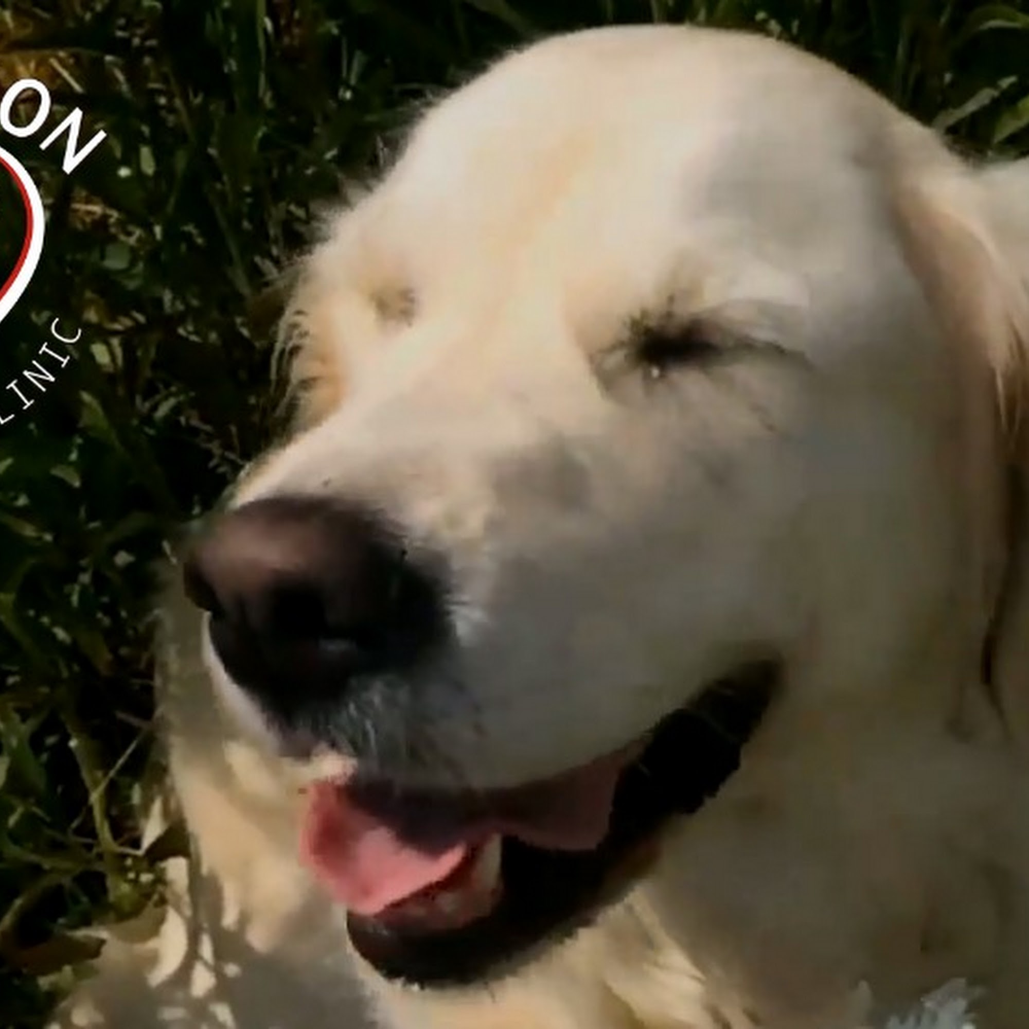 Madison Veterinary Clinic Madison