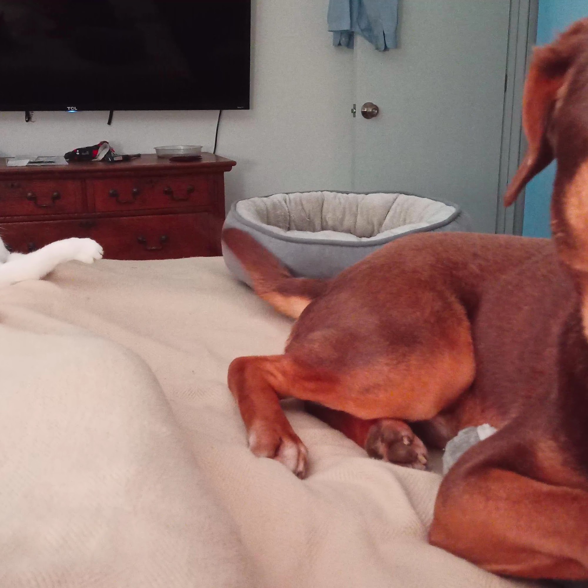 The Veterinary Clinic Marietta