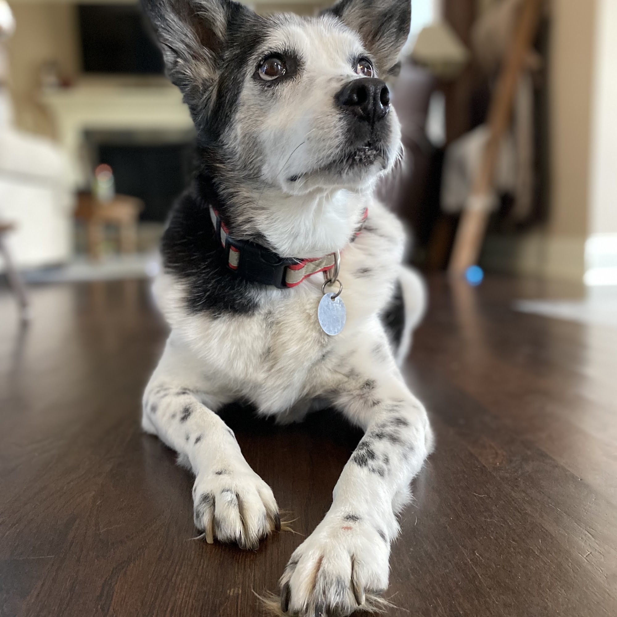 Westside Veterinary Hospital Marietta