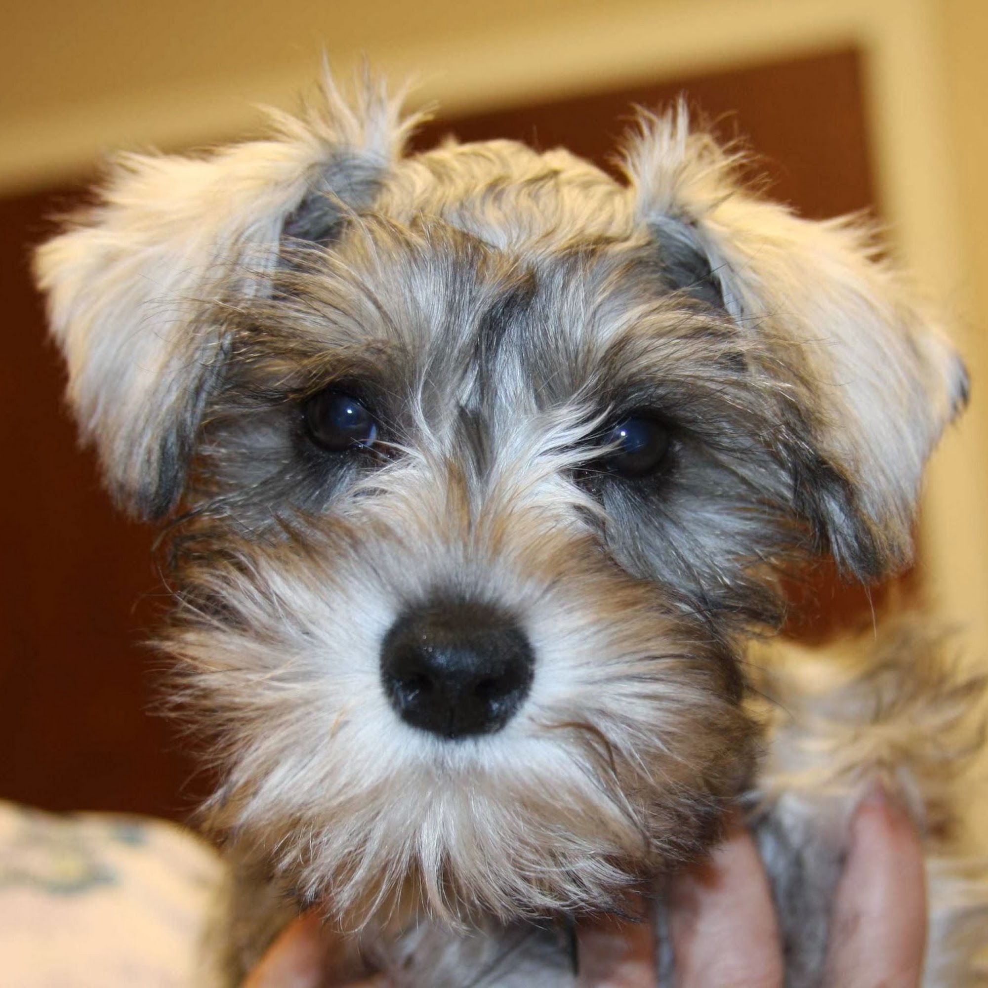 Greater Atlanta Veterinary Medical Group Marietta