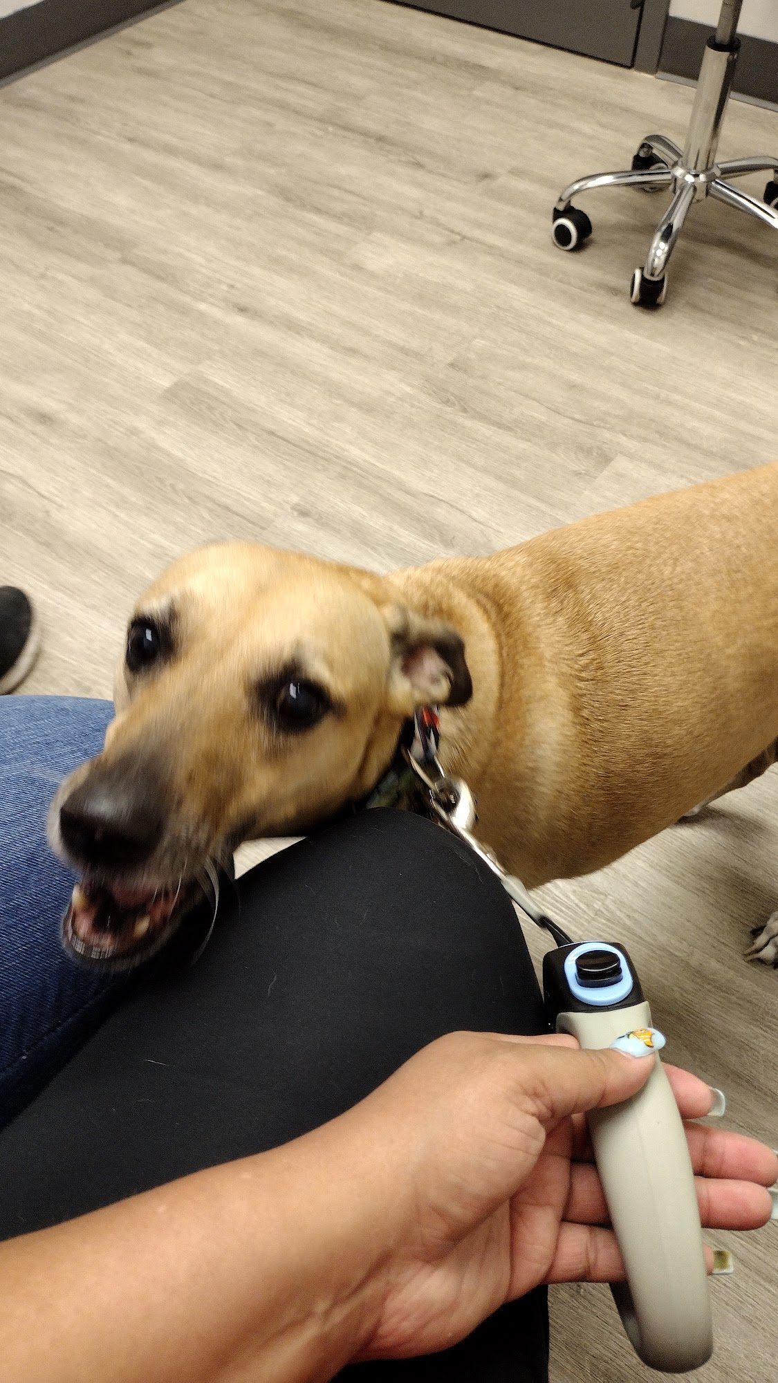 Due West Animal Hospital Marietta