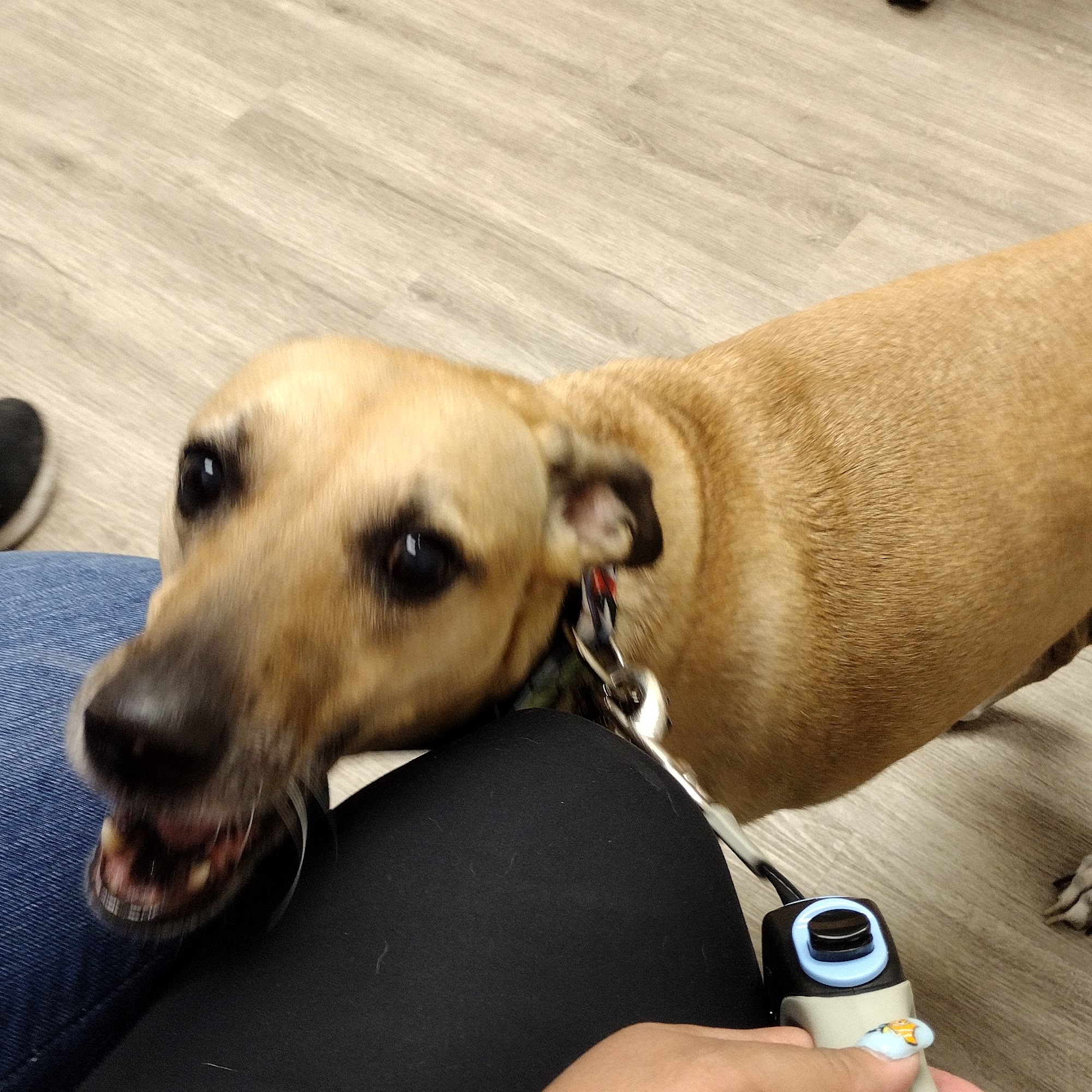 Due West Animal Hospital Marietta