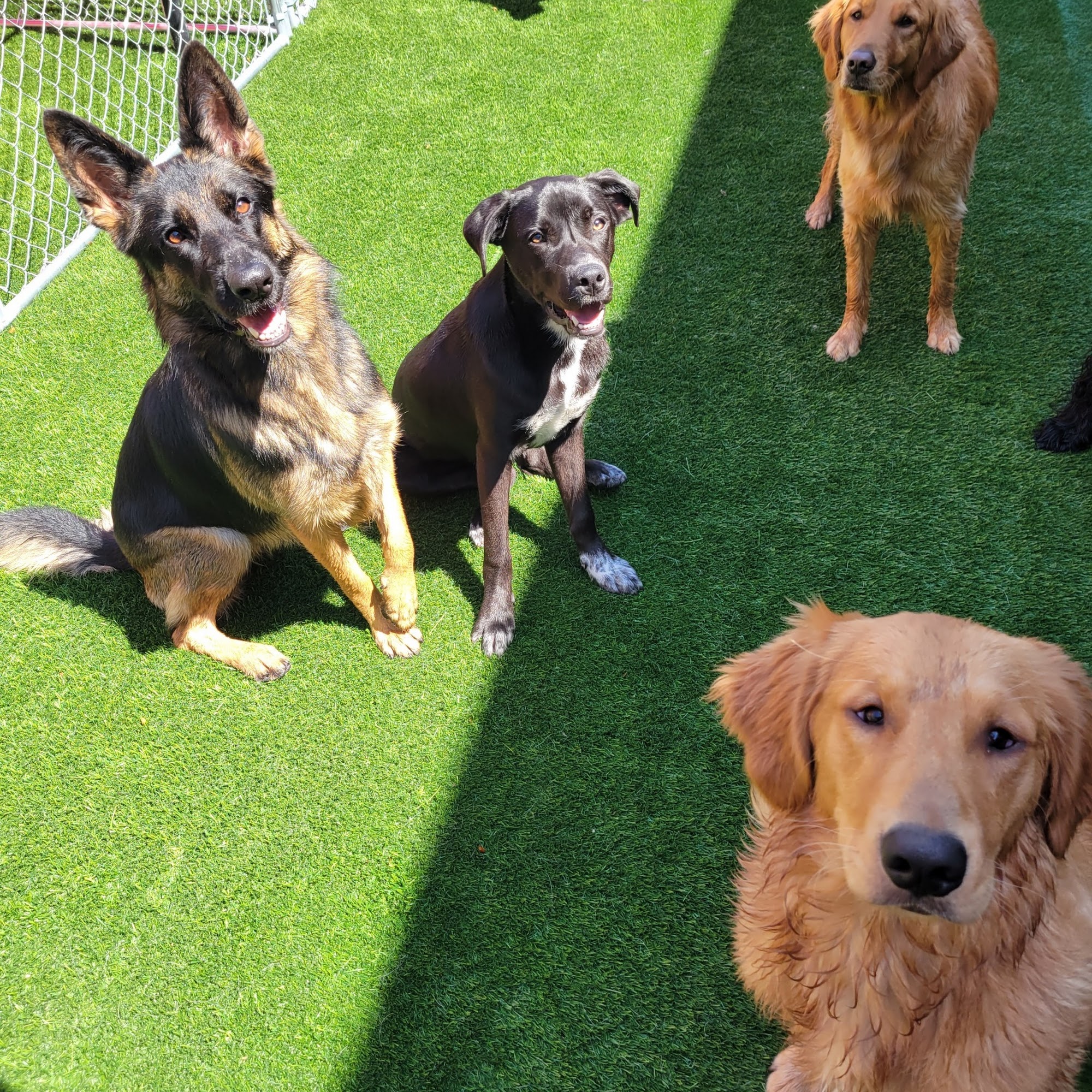 Must Love Dogs Marietta