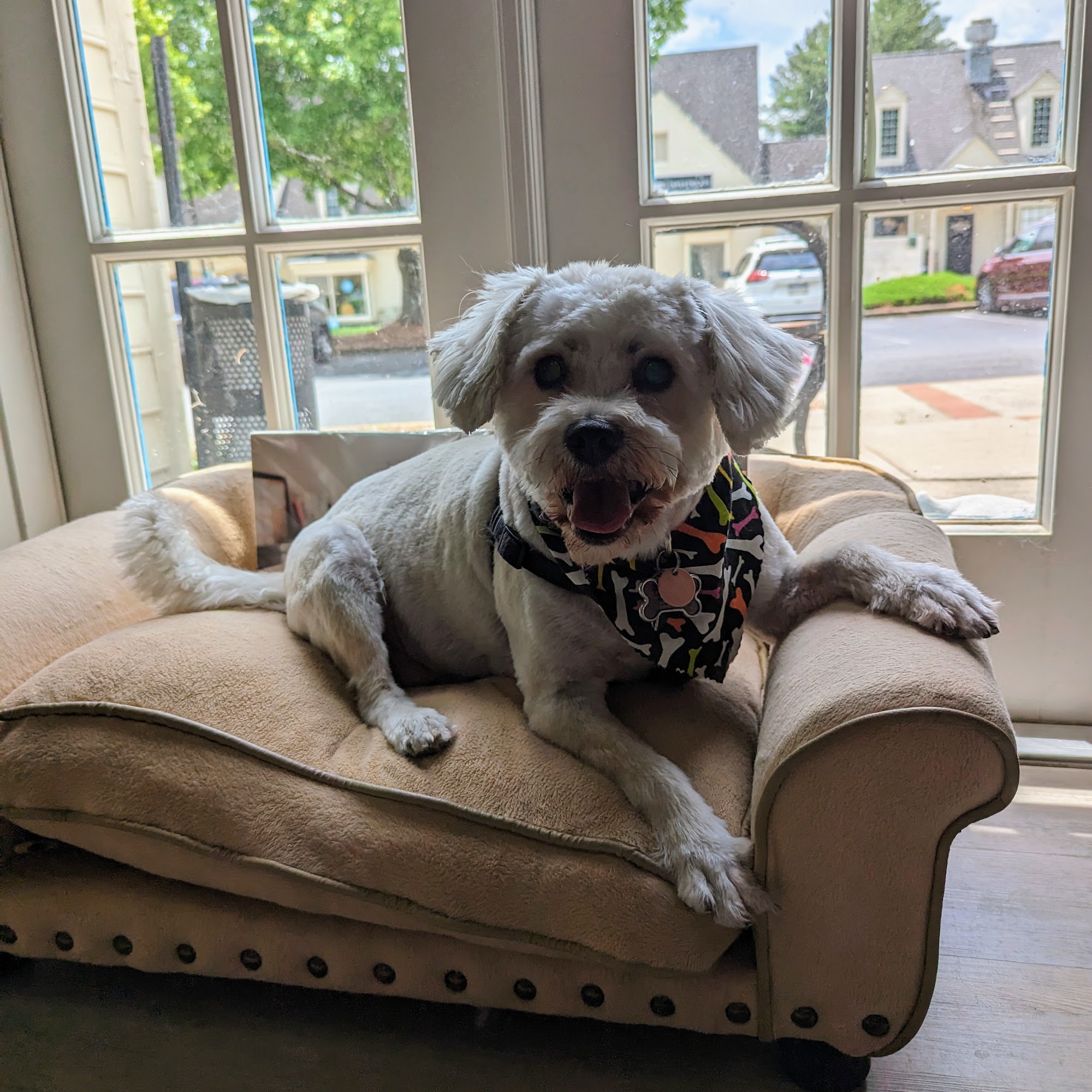 Hot Dogs Cool Cats Pet Boutique Marietta