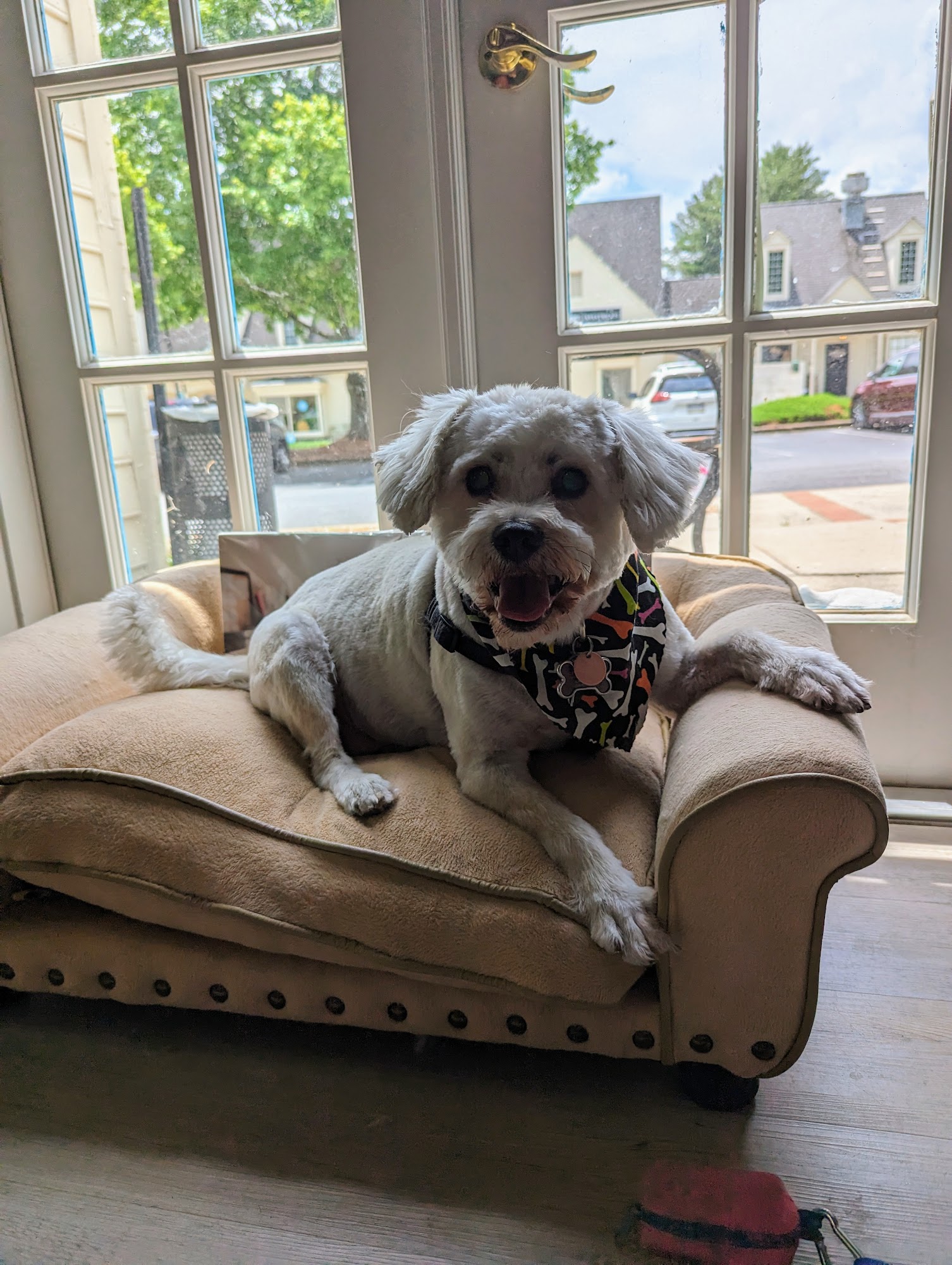 Hot Dogs Cool Cats Pet Boutique Marietta